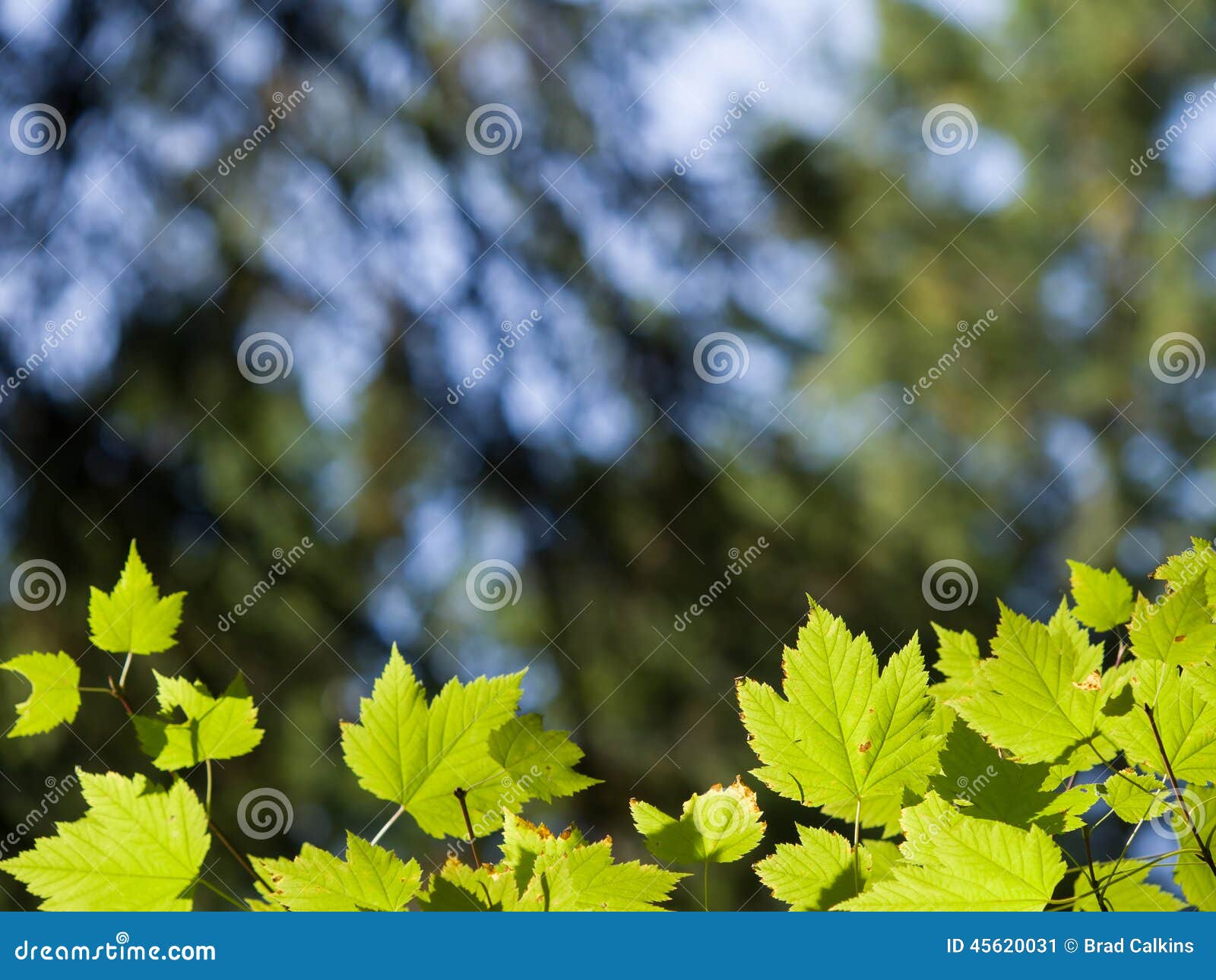 Green leaf border stock image. Image of nature, colorful - 45620031