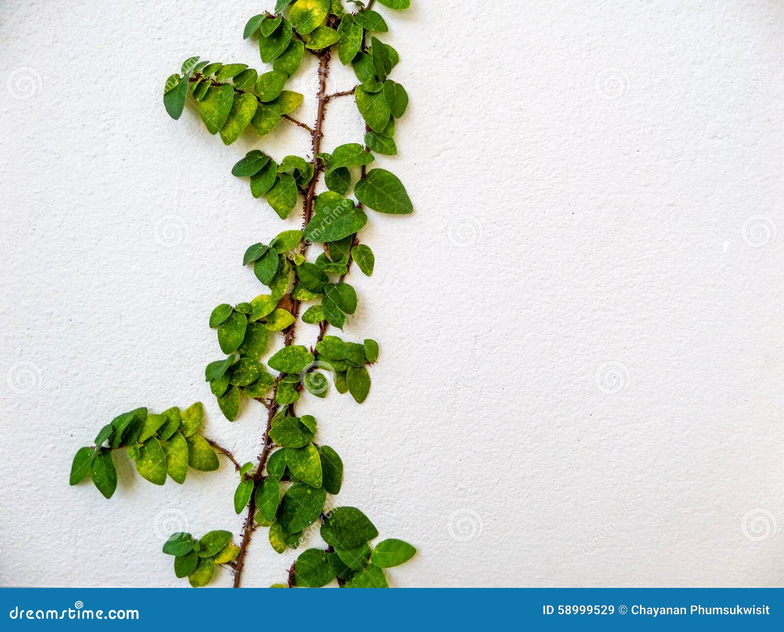 Green Leaf Border of Plant on the Wall in Garden Stock Image Image of