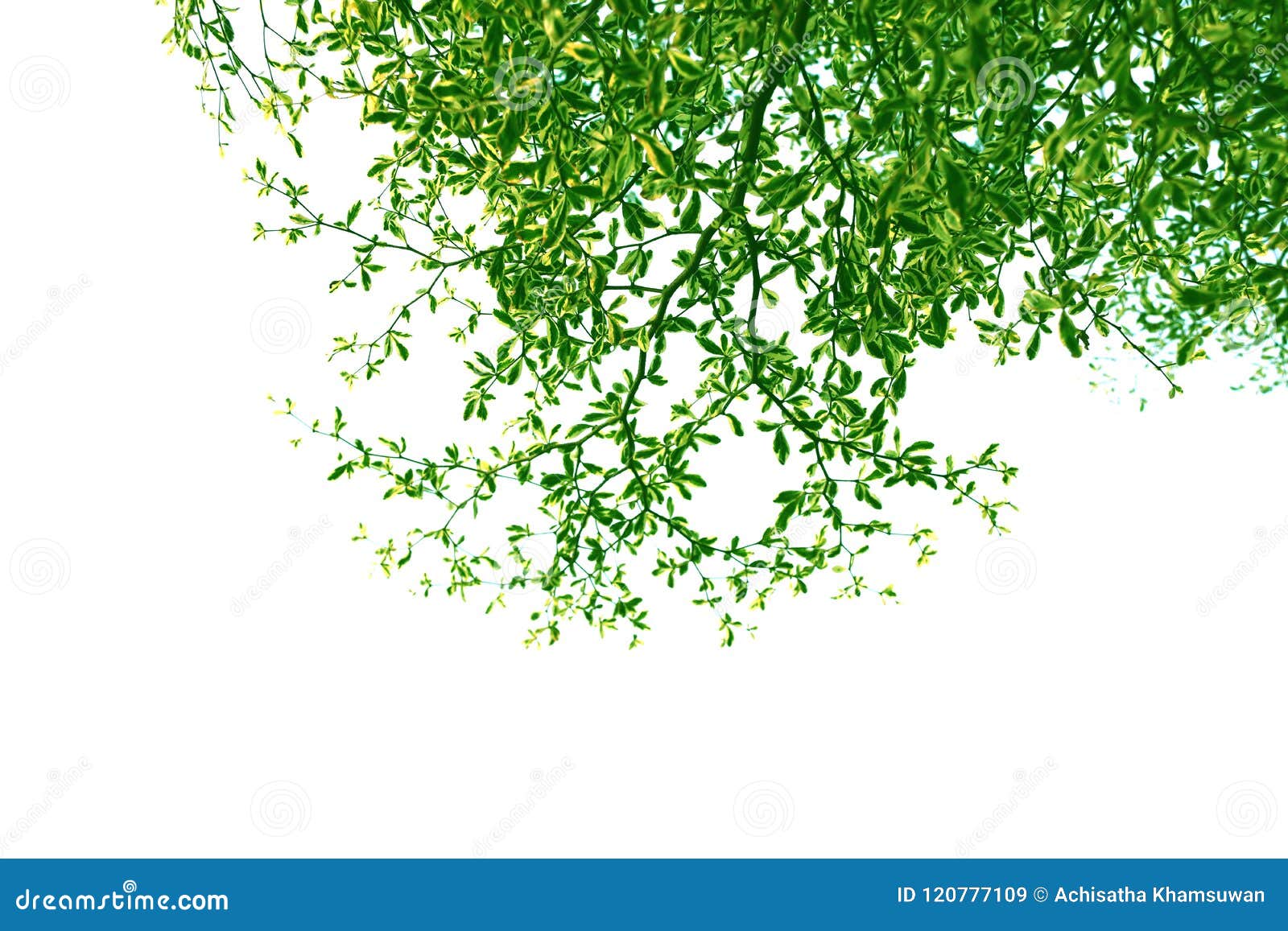 green leaf and branch of ivory coast almond tree, style and  on white background.
