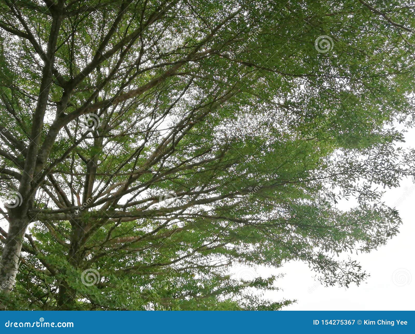Green leaf and branches stock image.