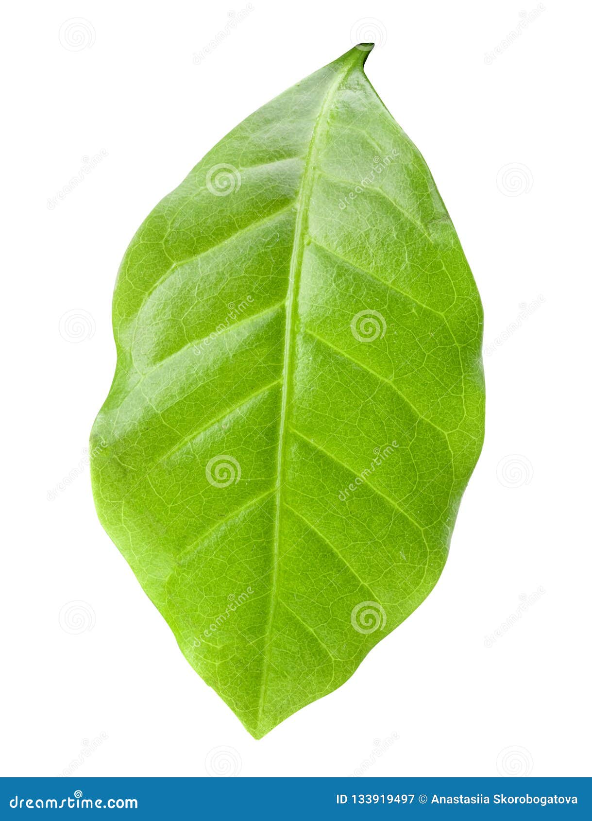 Green Leaf of Coffee Isolated on White Background Stock Image Image of growth, bright 133919497