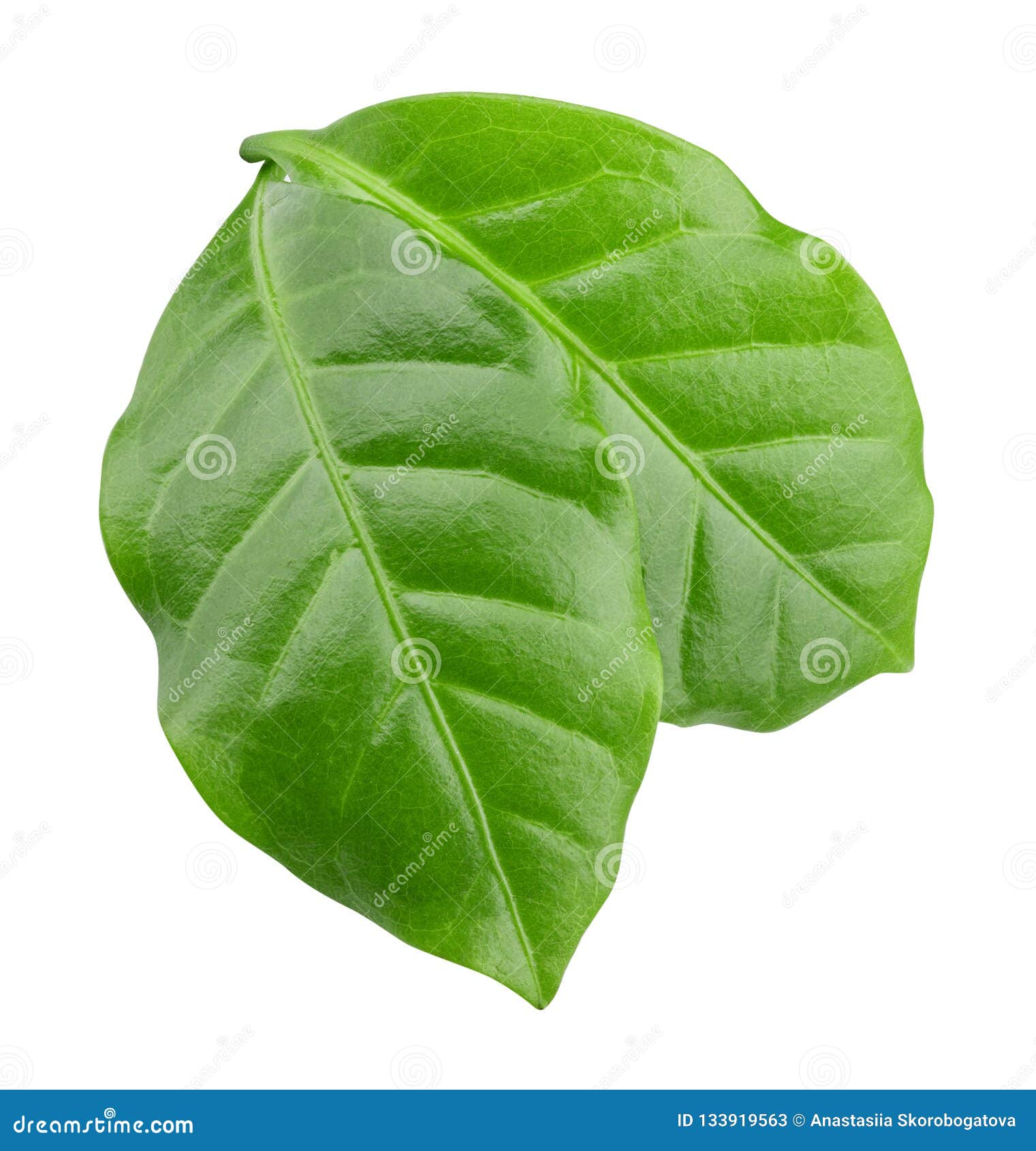 Green Leaf of Coffee Isolated on White Background Stock Image Image of summer, single 133919563