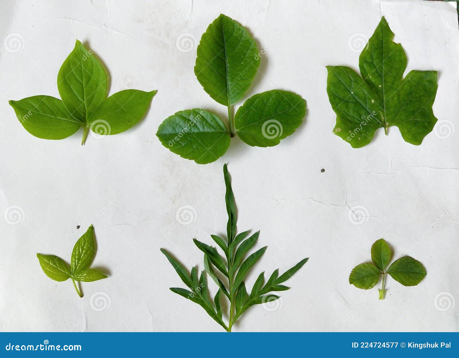 green leaf collation,