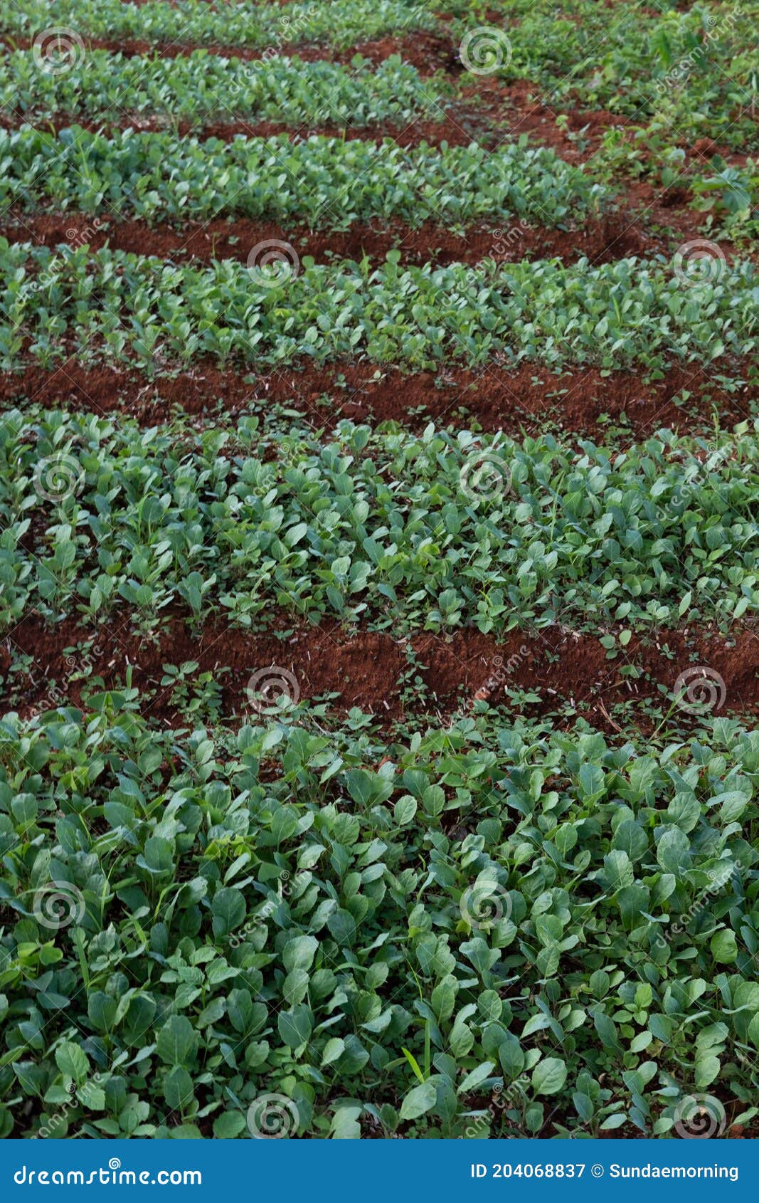 10,669 Nursery Crop Stock Photos Free & RoyaltyFree Stock Photos