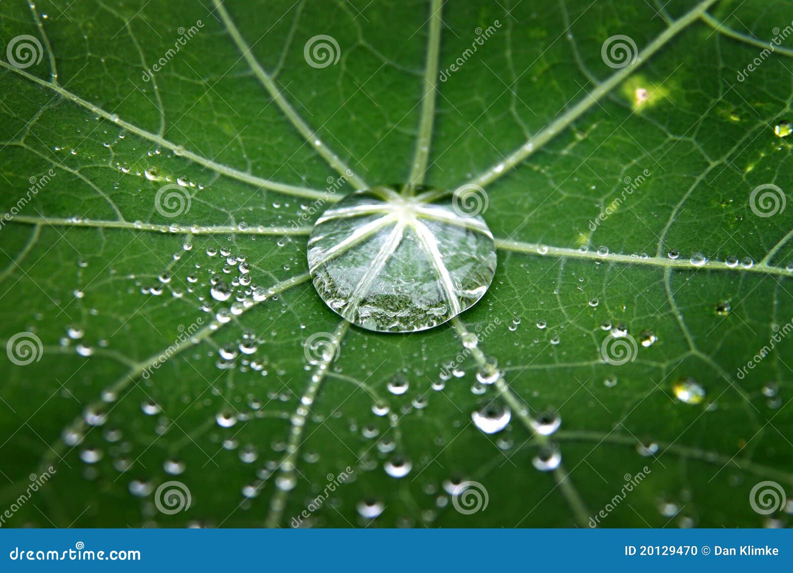 green leaf with dew