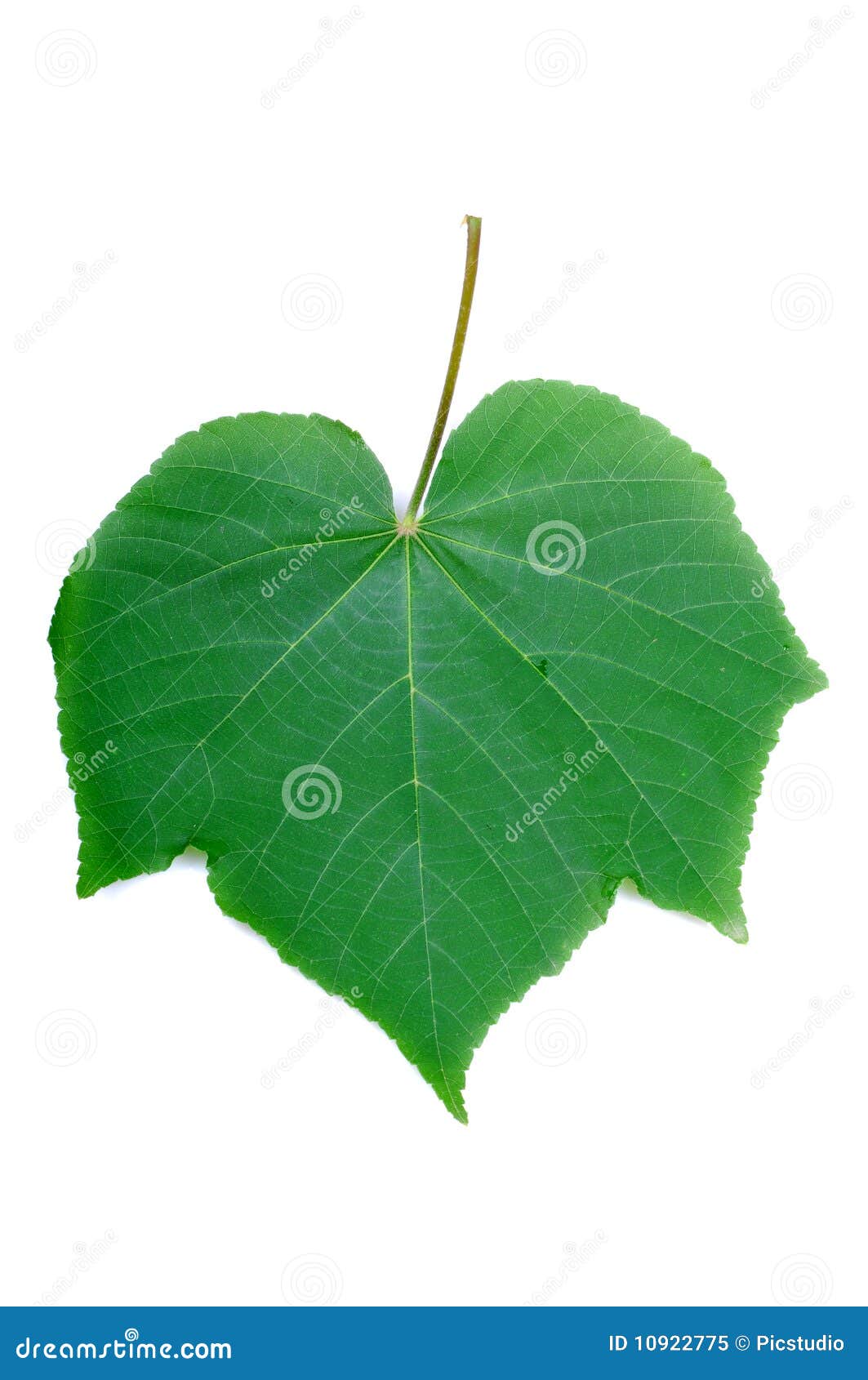 Green Leaf Diagram Stock Image  Image Of Studio  Colors