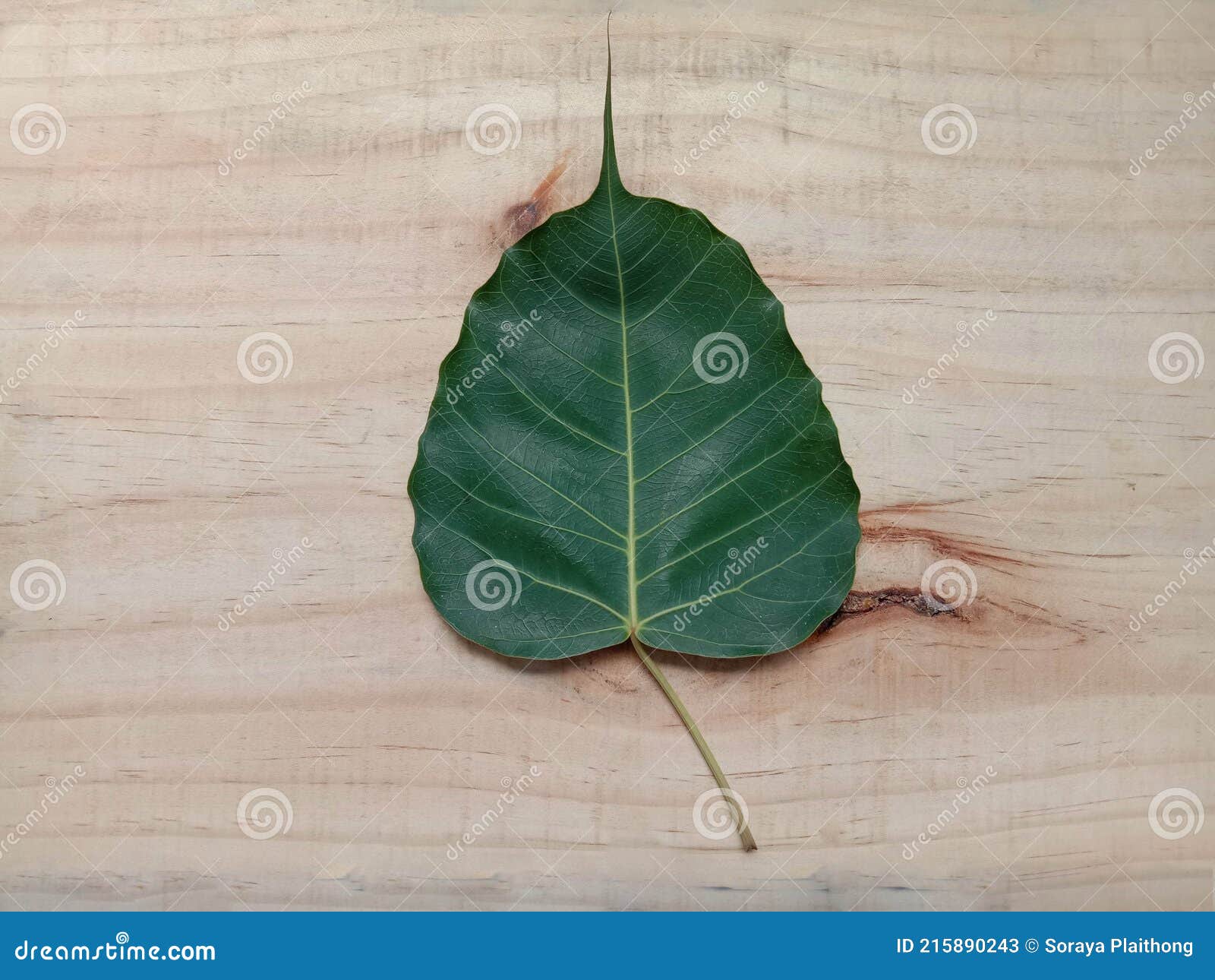 green leaf drepane punctata  on wooden background closeup.