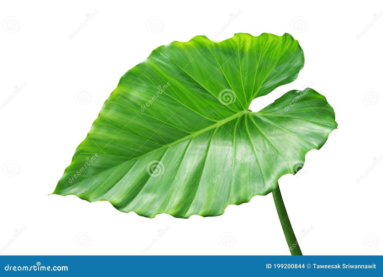 Green Leaf of Elephant Ear Plant Isolated on White Background Stock