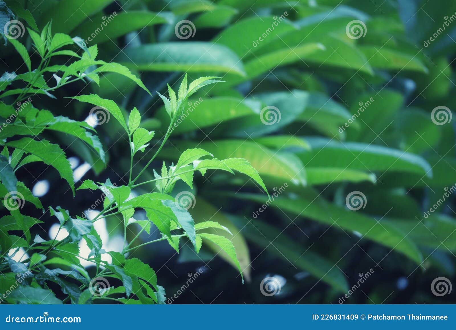Green Leaf Filter Vintage Style Leaves Background in Tropical Forest