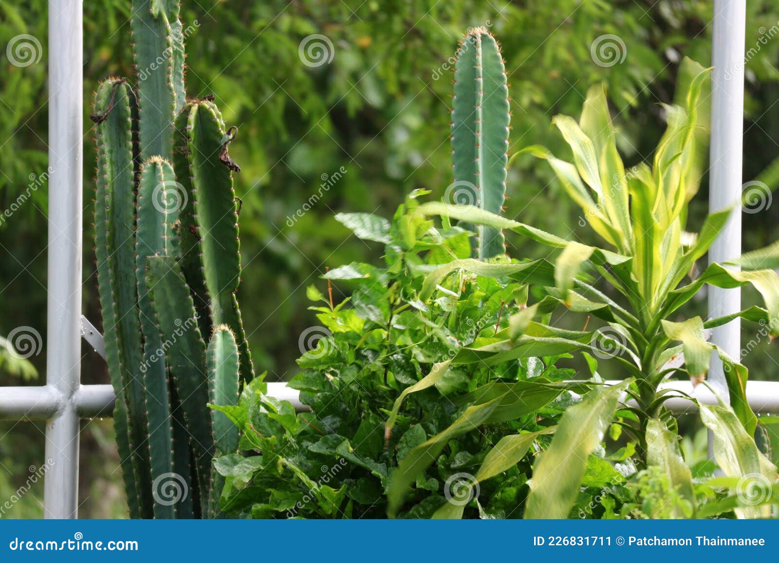 Green Leaf Filter Vintage Style Leaves Background in Tropical Forest