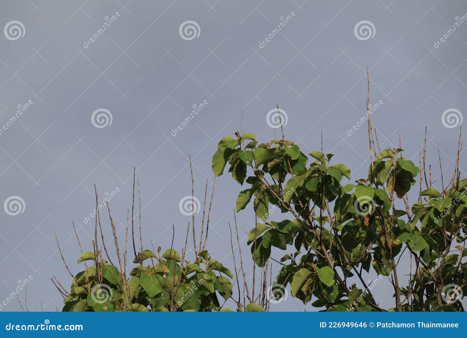 Green Leaf Filter Vintage Style Leaves Background in Tropical Forest