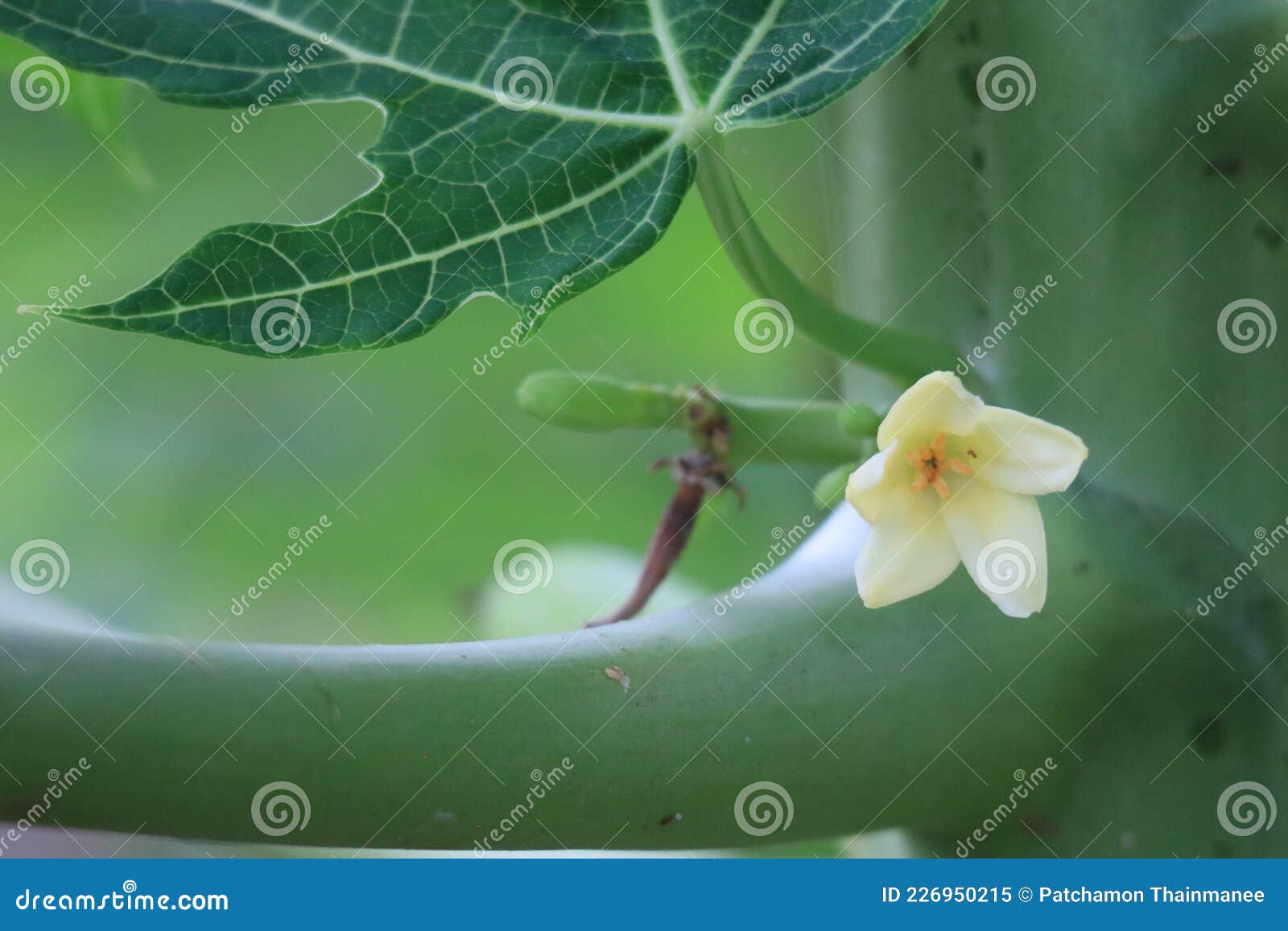 Green Leaf Filter Vintage Style Leaves Background in Tropical Forest