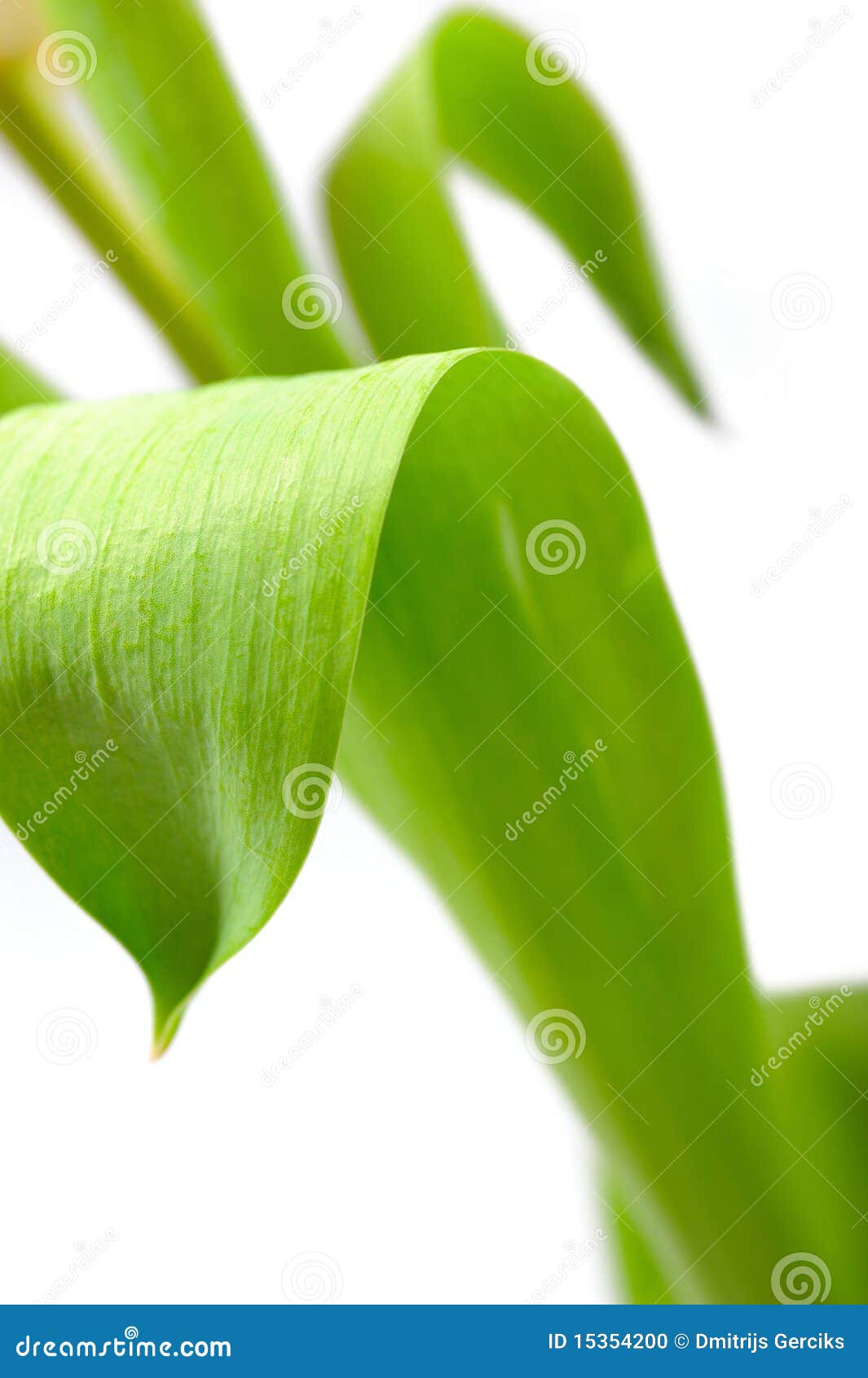 Green Leaf Floral Background Stock Photo Image of harmony, lawn 15354200