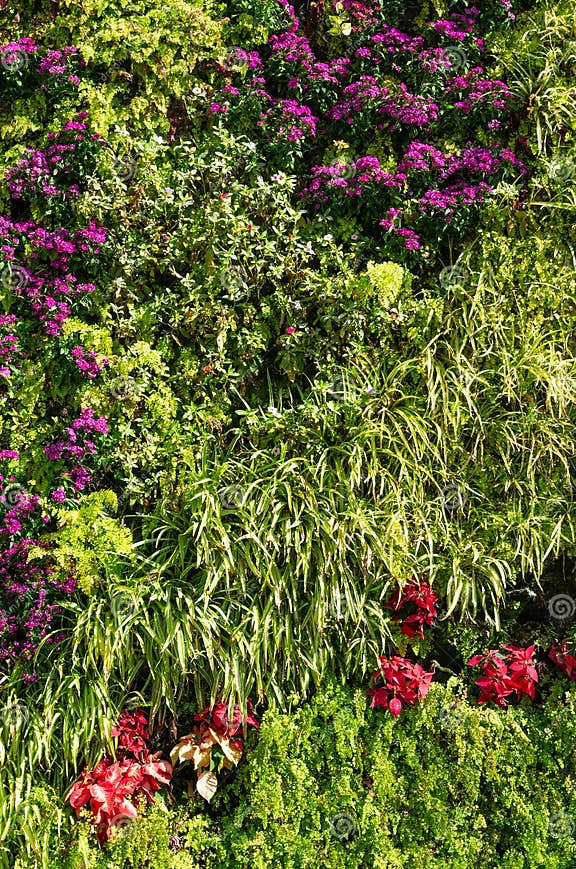 Green Leaf and Flowers Wall Stock Image Image of tropical, summer