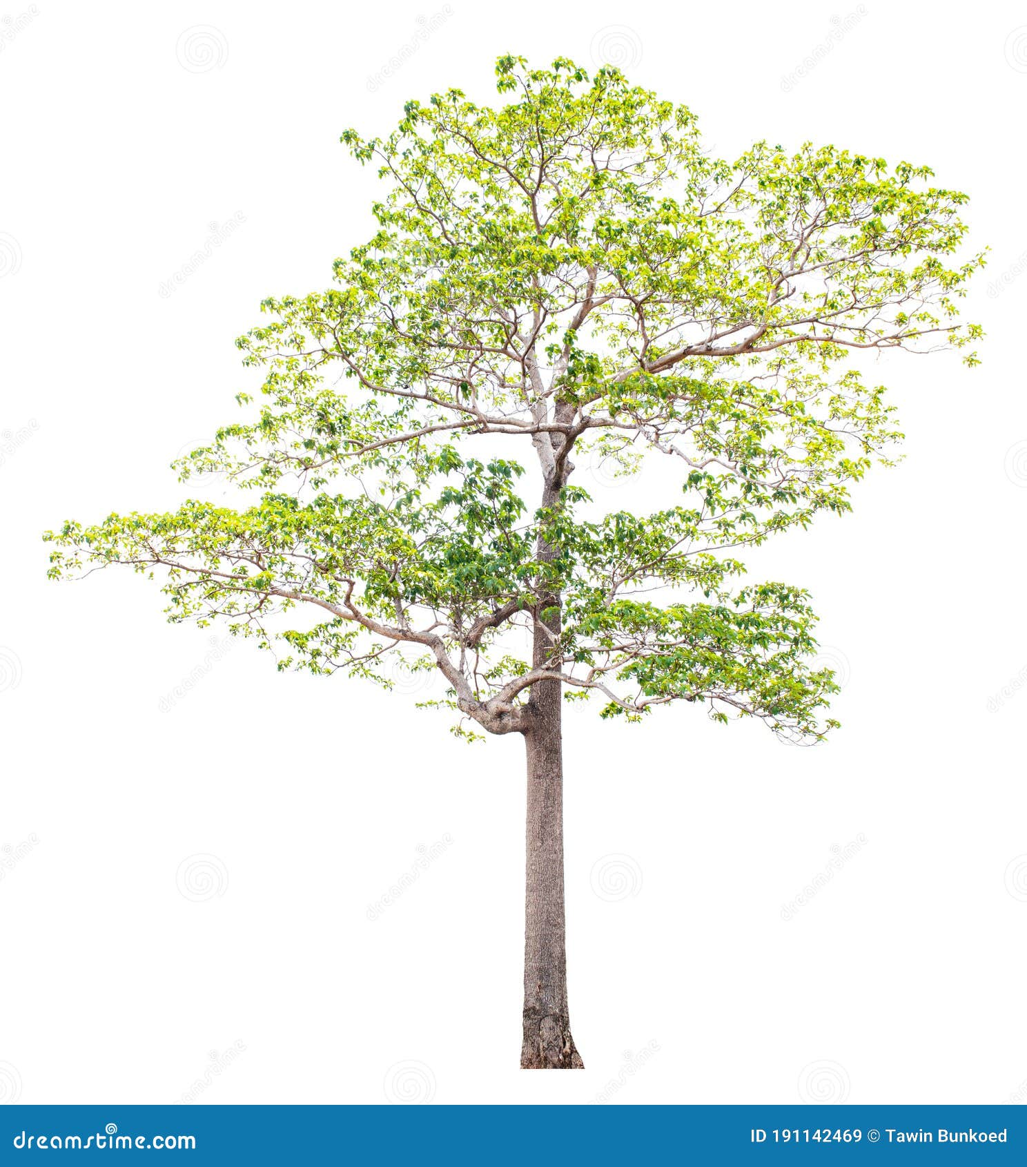 large trees with edible fruits are completely separated from the white background.