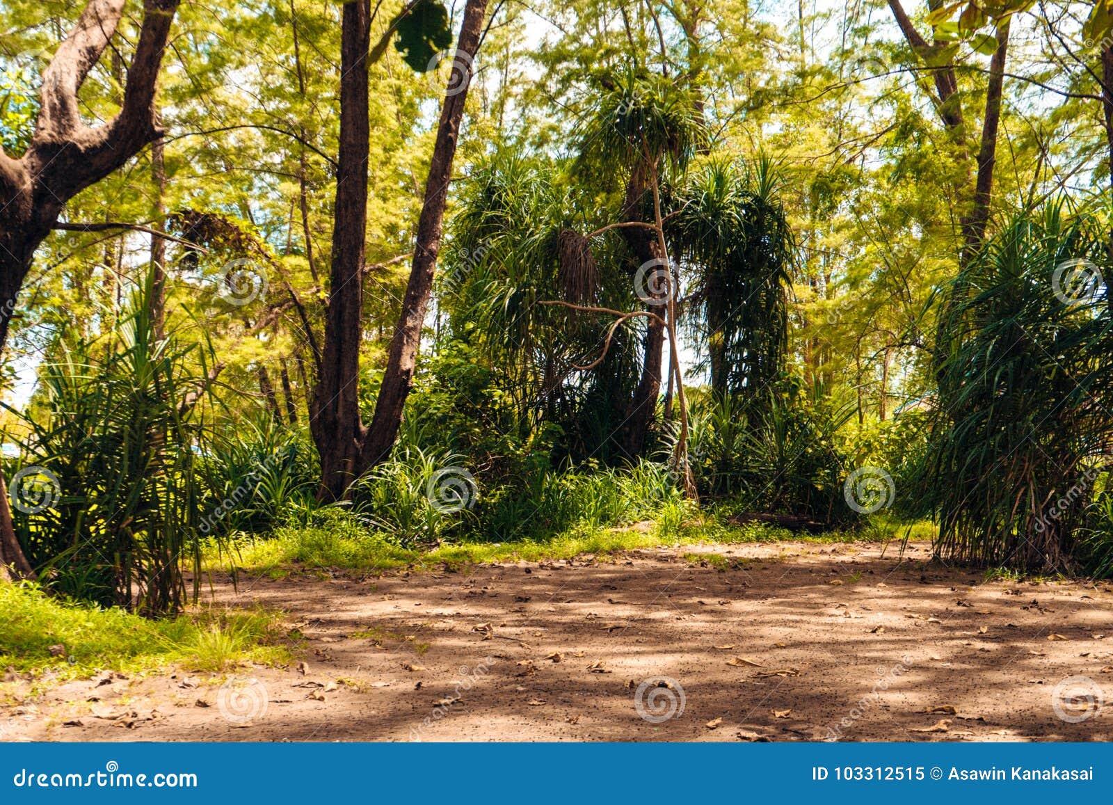 Green Leaf Forest Background Stock Image - Image of tranquil, branches