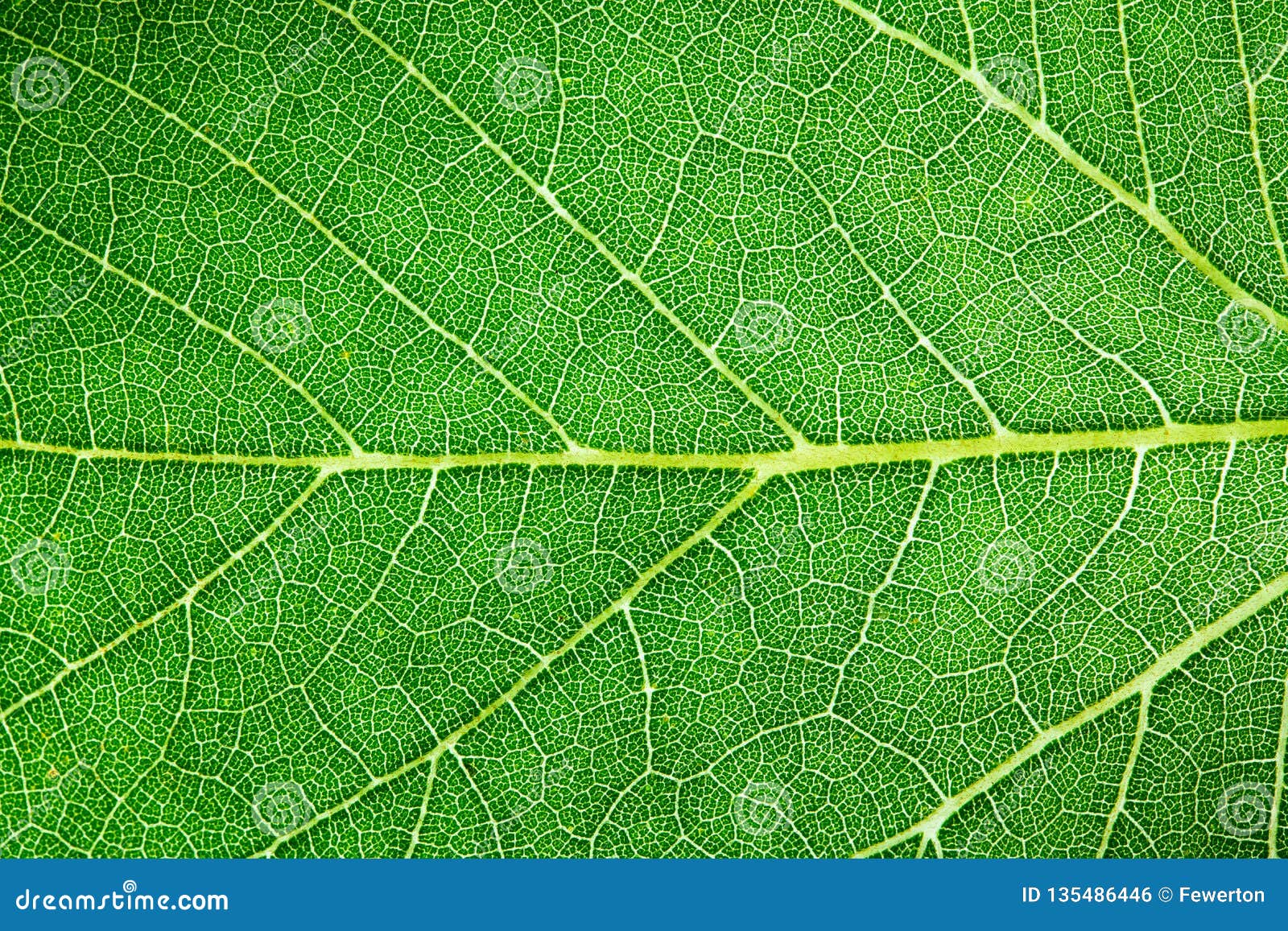 green leaf fresh detailed rugged surface structure extreme macro closeup photo with midrib, leaf veins and grooves