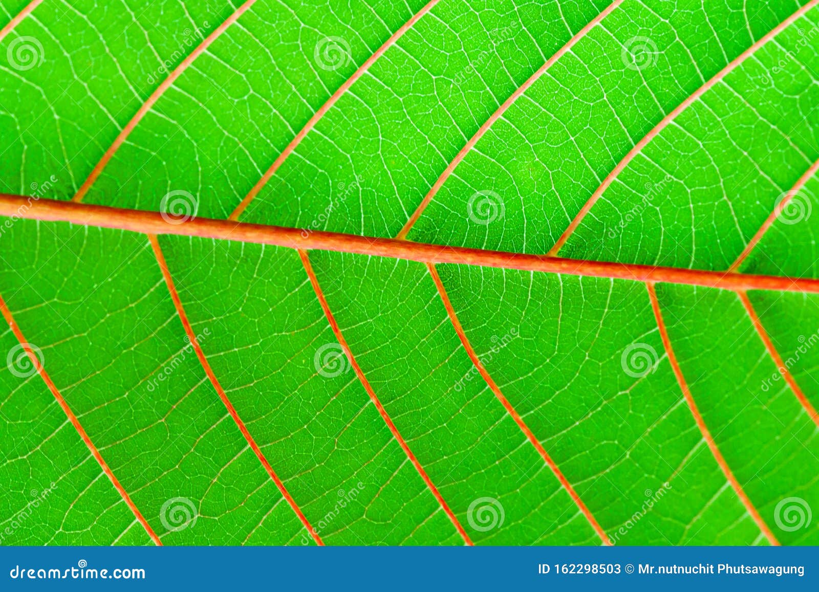 green leaf fresh detailed rugged surface structure extreme macro closeup photo with midrib, leaf veins and grooves as a detailed