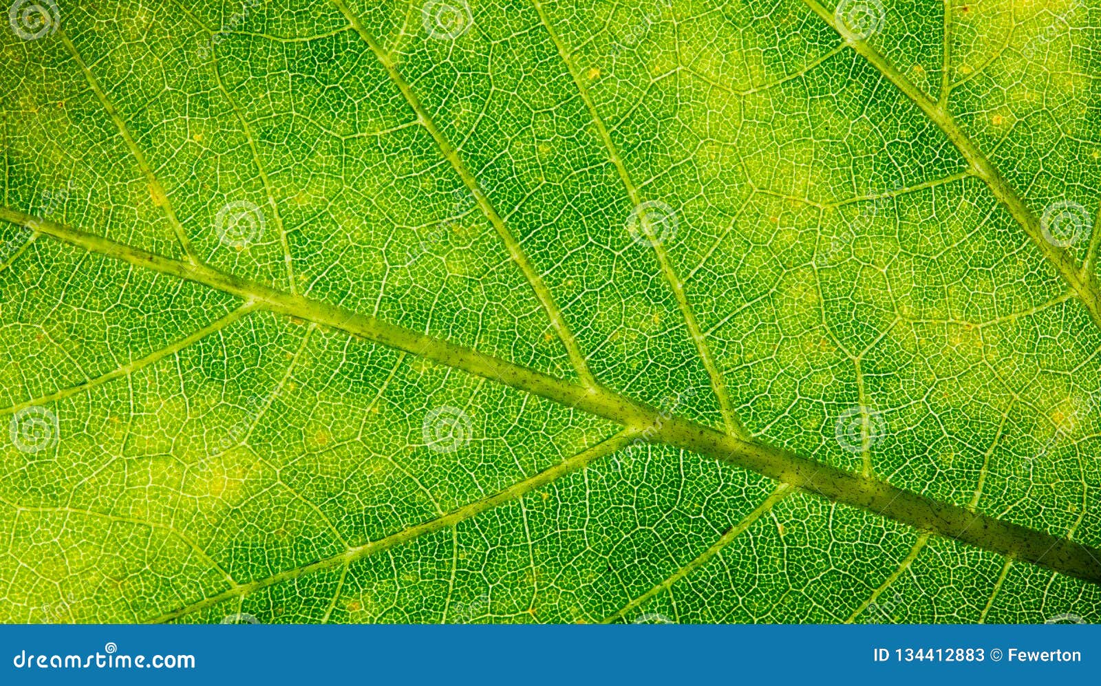 green leaf fresh detailed rugged surface structure extreme macro closeup photo with midrib, leaf veins and grooves texture