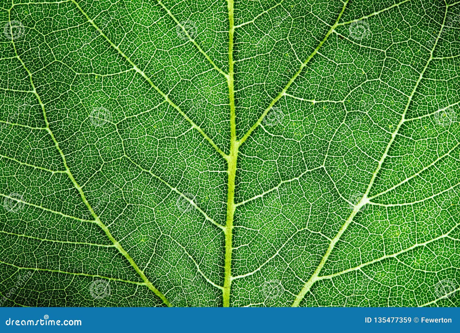 green leaf fresh detailed rugged surface structure extreme macro closeup photo with midrib, leaf veins grooves biology background