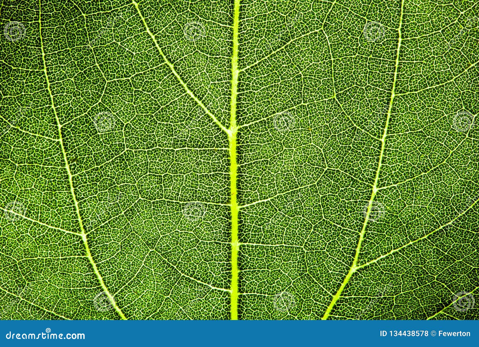green leaf fresh detailed rugged surface structure extreme macro closeup photo with midrib, leaf veins and grooves texture.