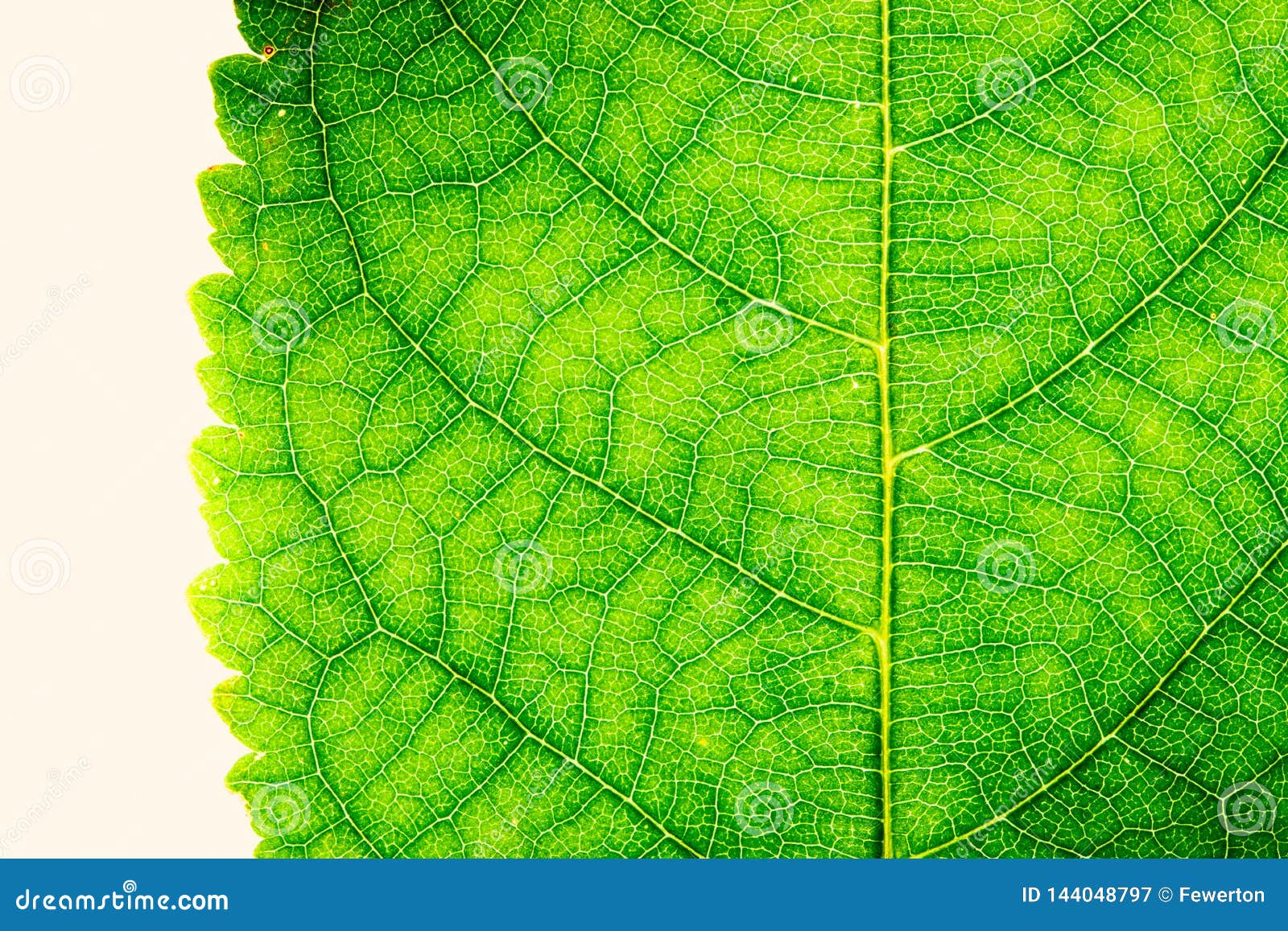 green leaf fresh detailed rugged surface structure extreme macro closeup photo with midrib, leaf veins and grooves texture.