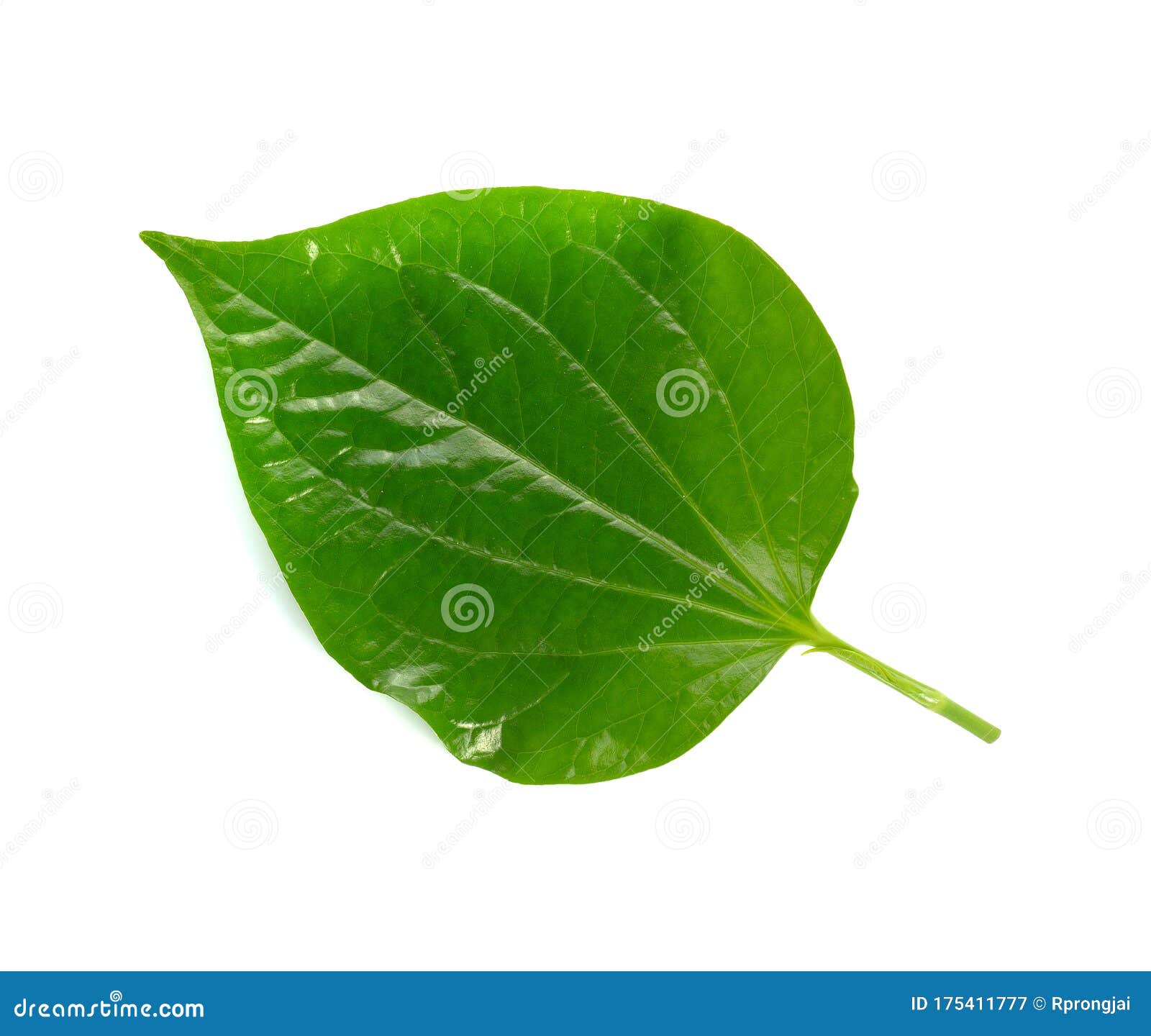Green Leaf, Fresh Wild Betel Leaf Bush Or Piper Sarmentosum Roxb On ...