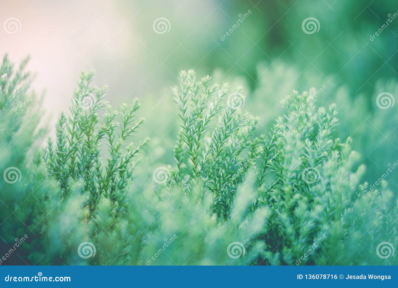 529,948 Fresh Nature Wallpaper Stock Photos - Free & Royalty-Free Stock  Photos from Dreamstime
