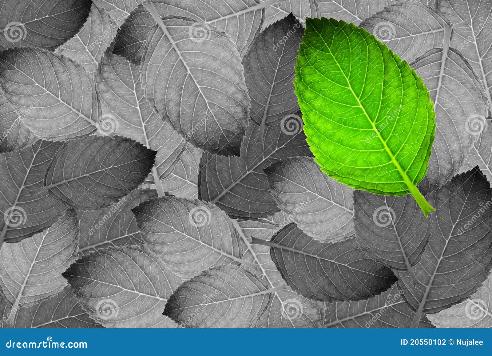 Green leaf on grey leaf stock photo. Image of leaf, color - 20550102