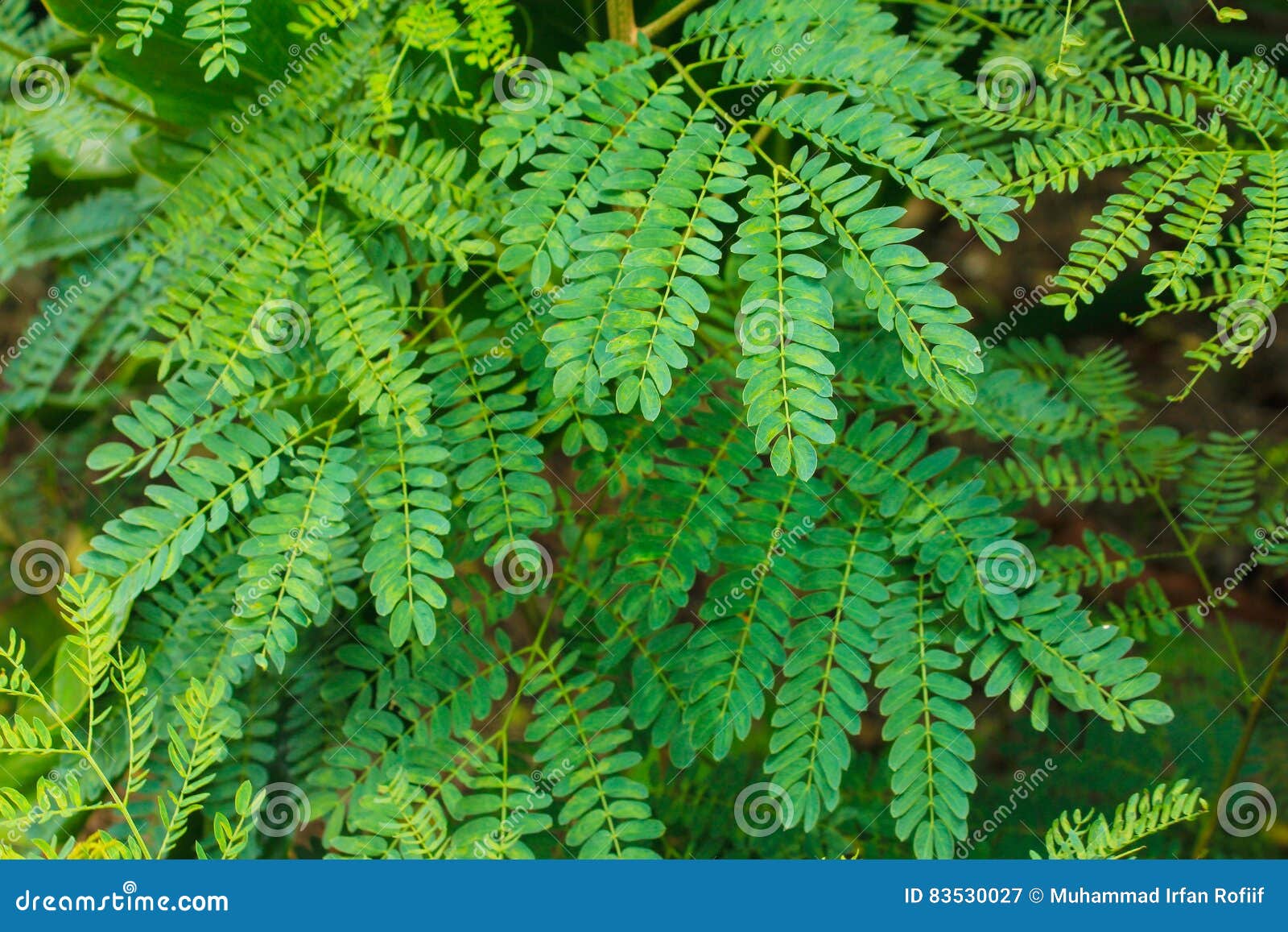 GREEN LEAF stock image. Image of calm, nice, leave, green 83530027