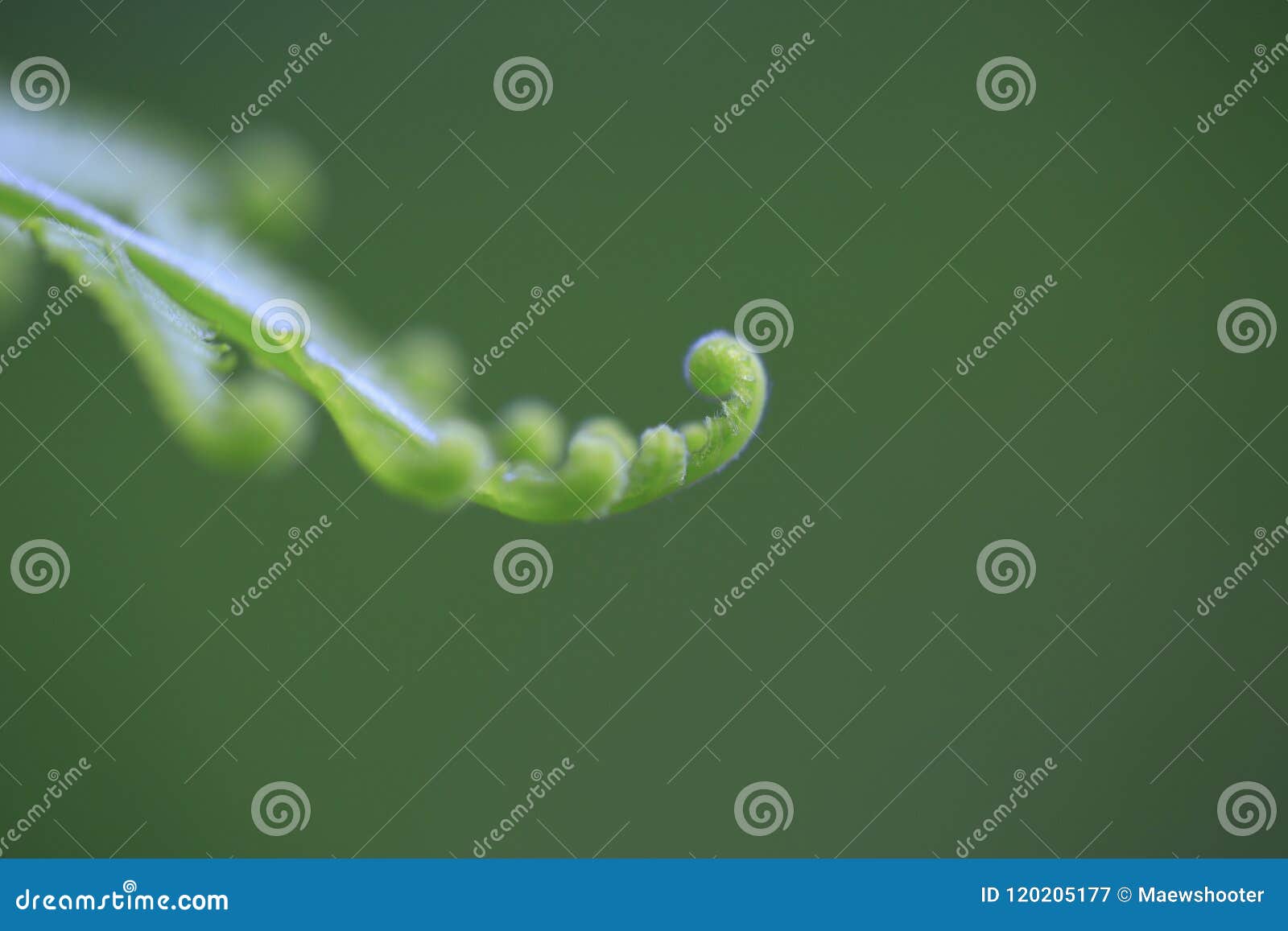 green leaf growup leaf in rainforest