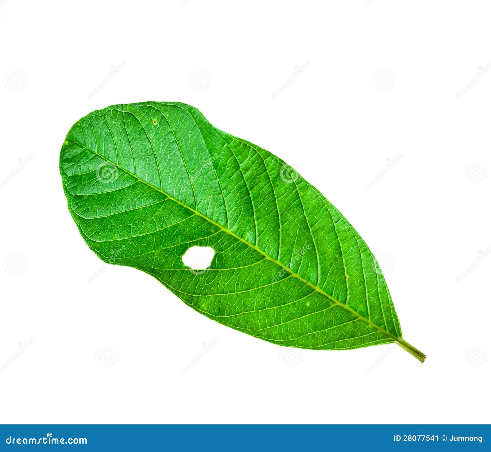 Green Leaf with holes stock image. Image of delicate 28077541