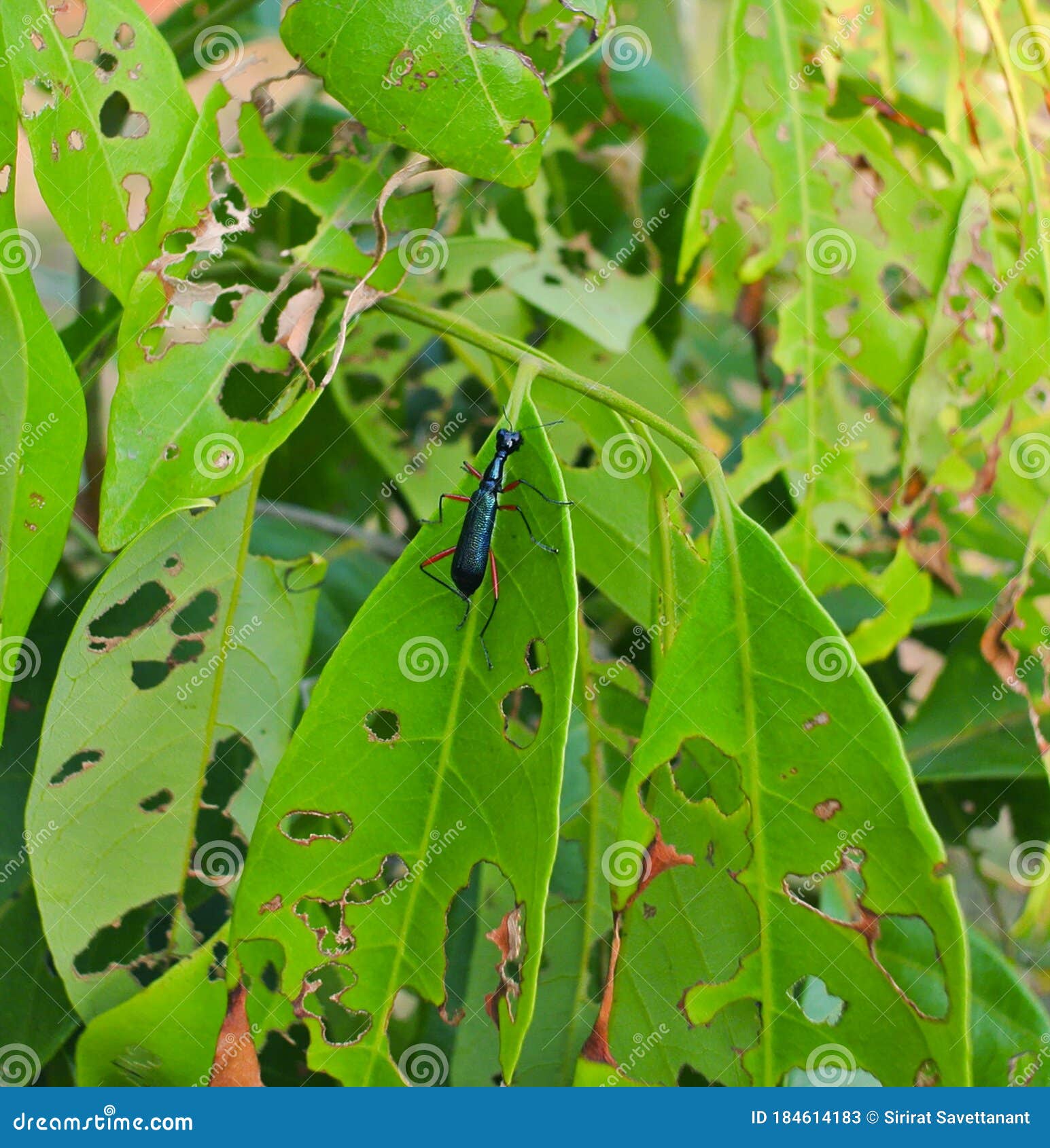 Insect Pest Caterpillar On A Tree Caterpillar On The Leaves Royalty Free Stock Image