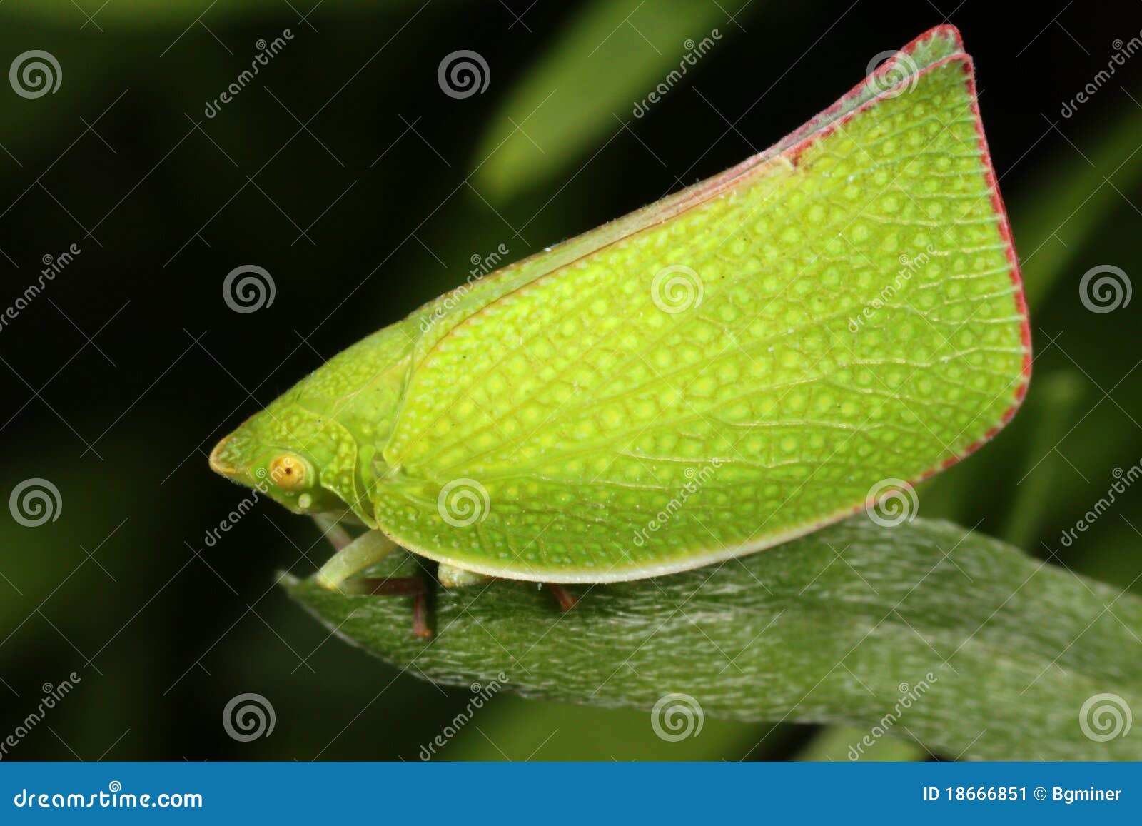 Green leaf hopper stock image. Image of animal, jump 18666851
