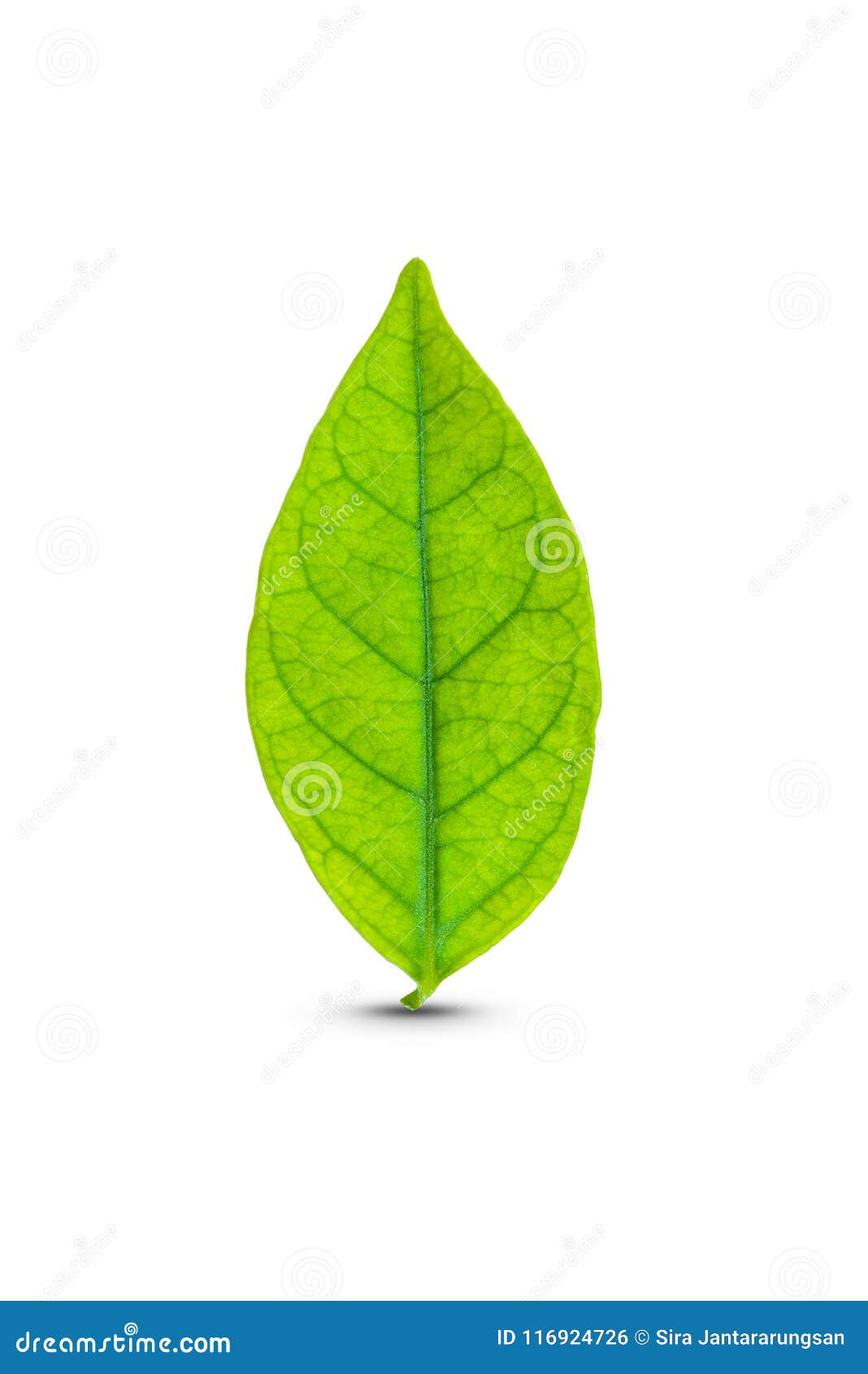 Green leaf isolated stock photo. Image of environment - 116924726