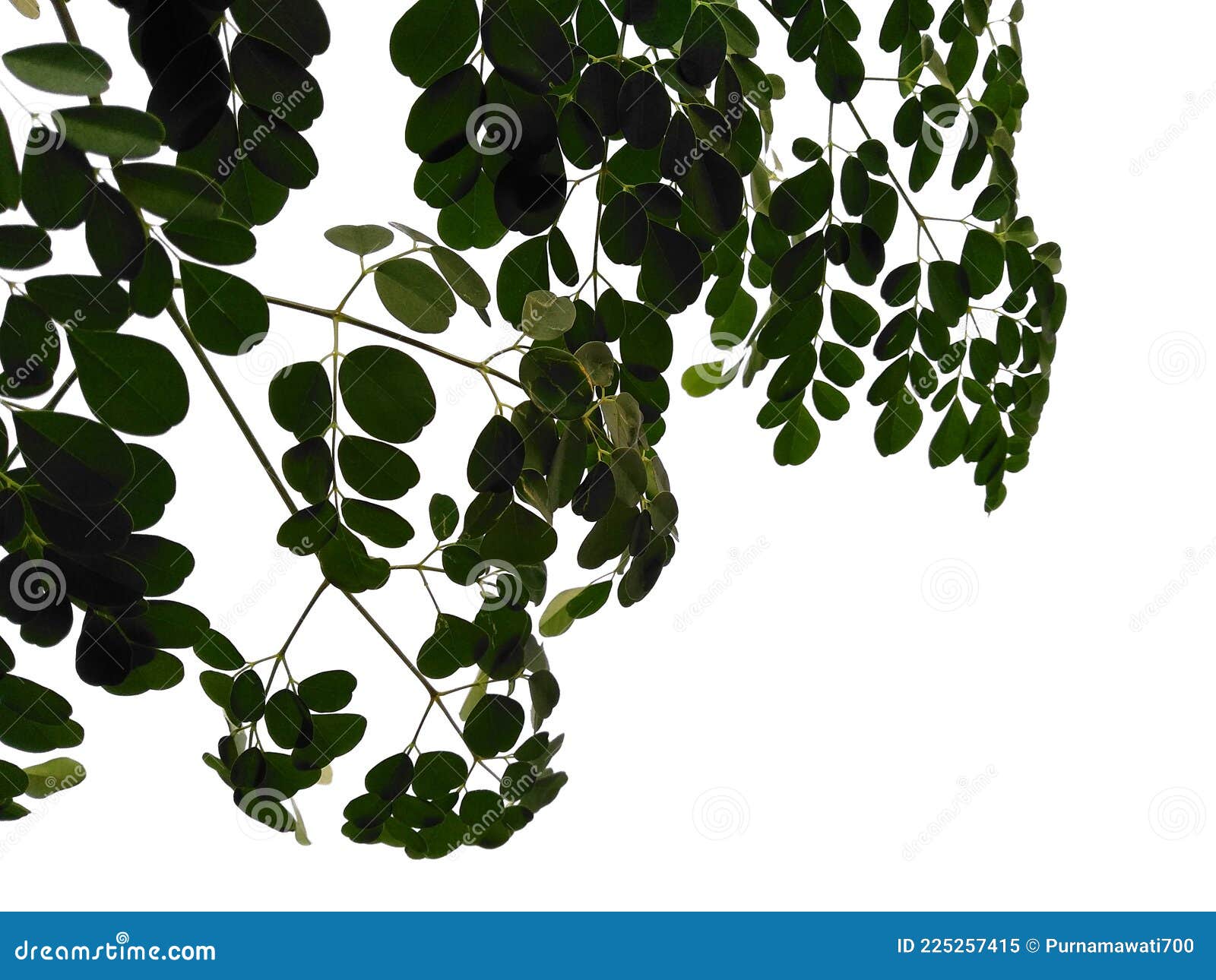 leaf or leaves  on white background. moringa oleifera leaves or drumstick tree.