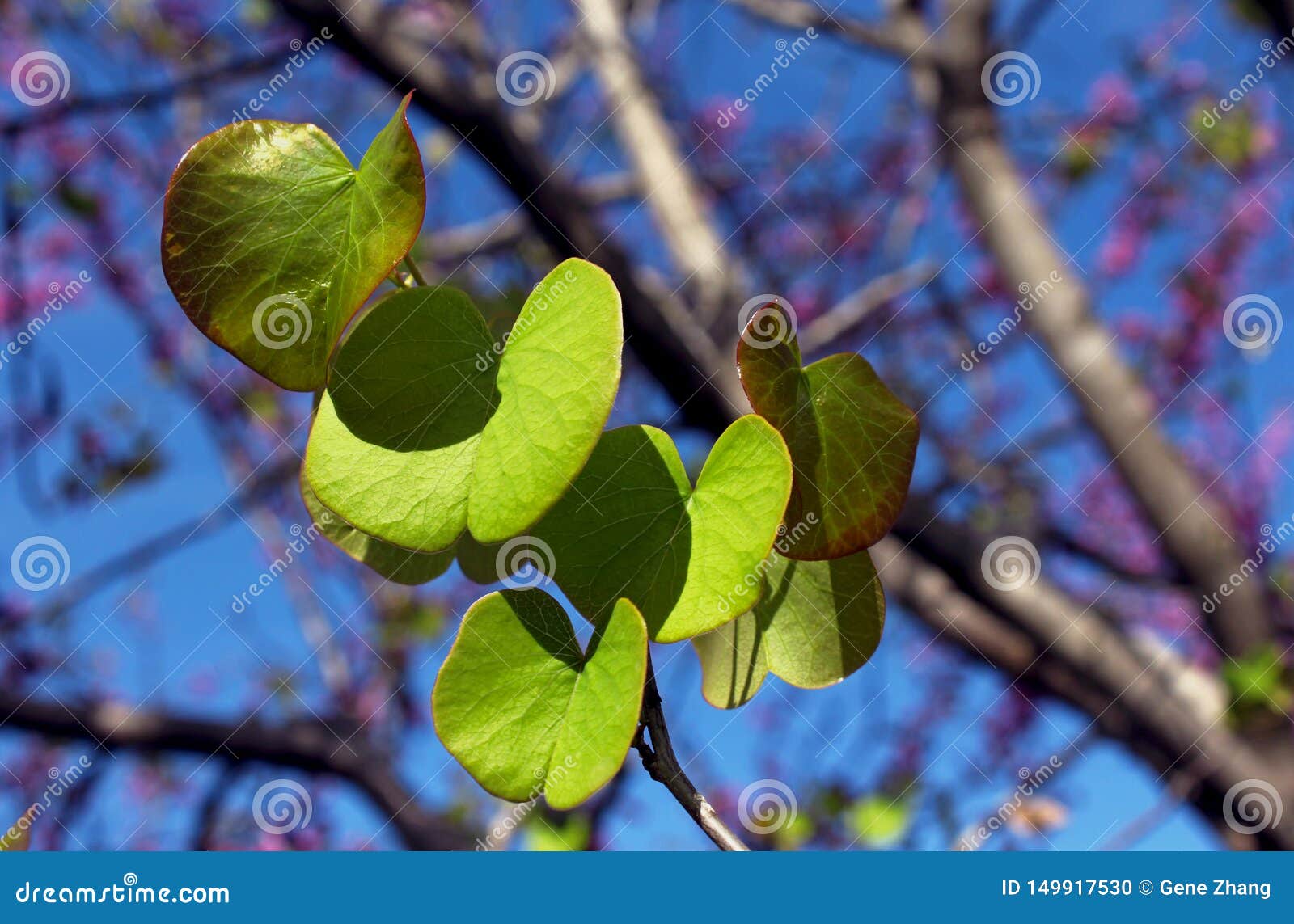 green leaf of judas, cercis siliquastrum