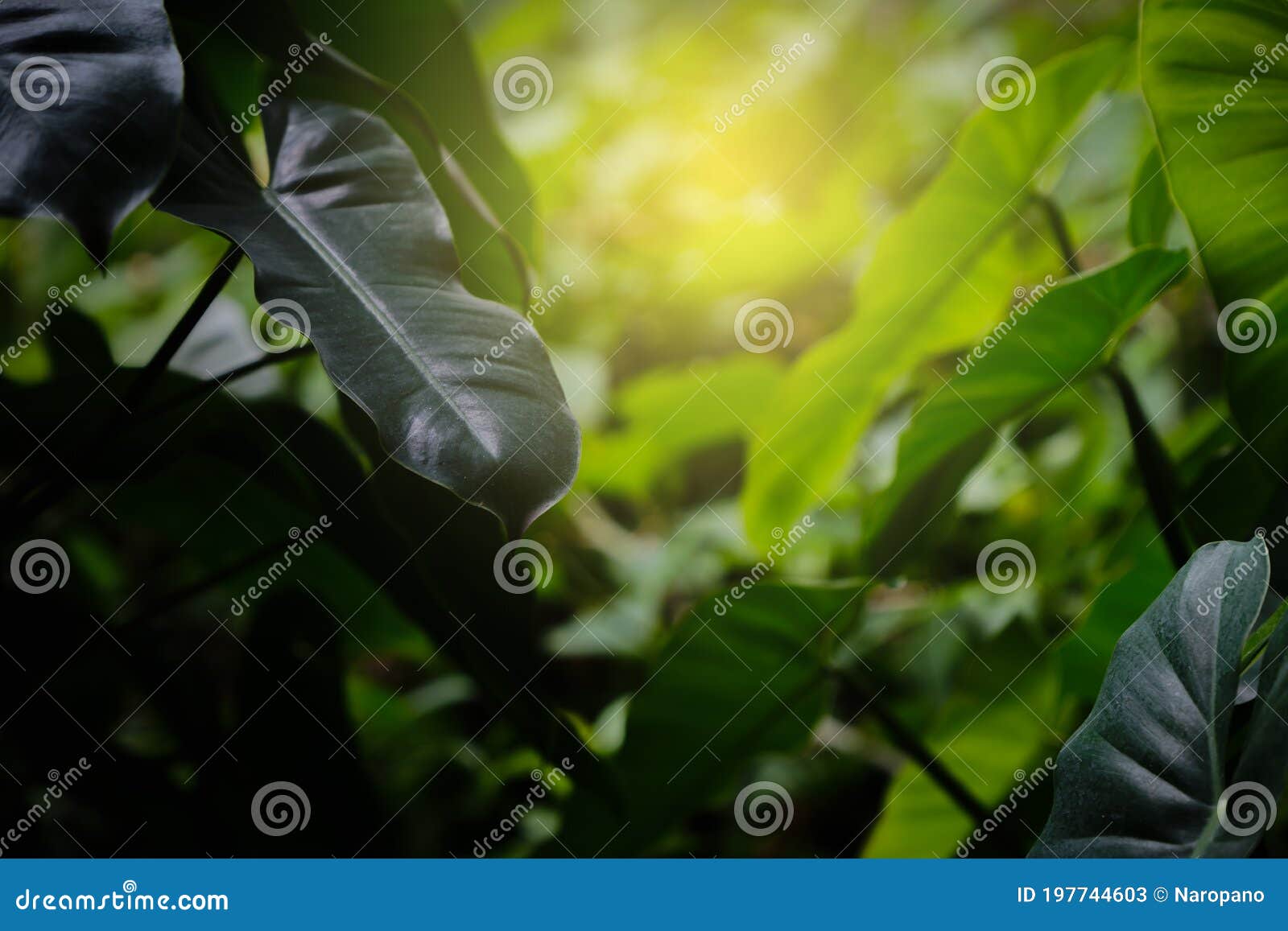 Green Leaf Jungle Plant Background Stock Image Image of green, pattern 197744603