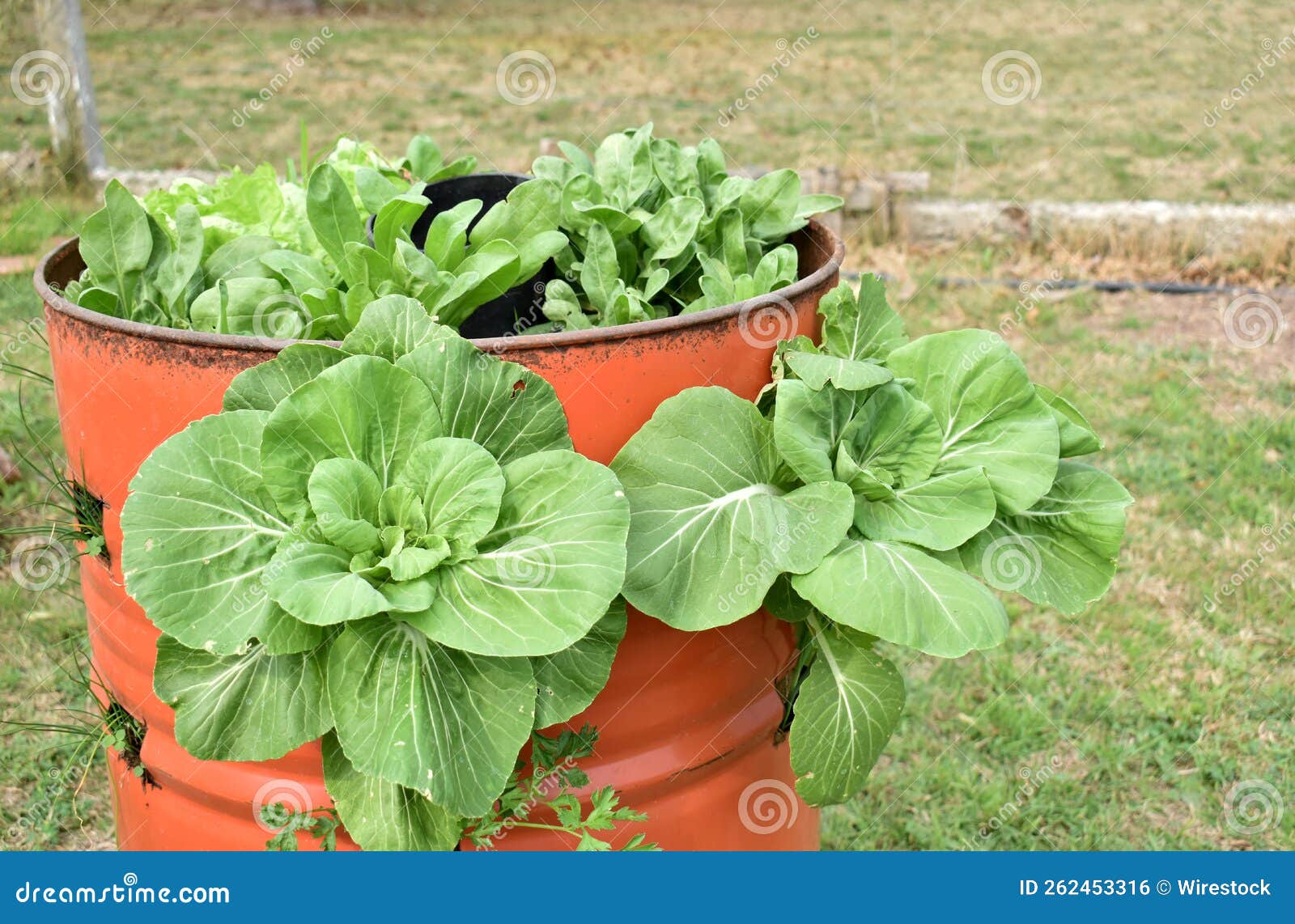 green leaf lettuce from agroecological garden