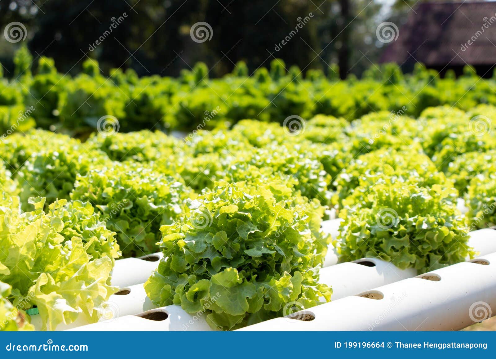 Green Leaf Lettuce Farm that Plant As Hydroponics Method Stock Photo
