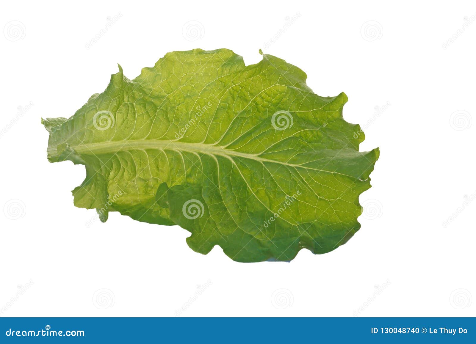 Green Leaf Lettuce stock photo. Image of nutrition, garden 130048740