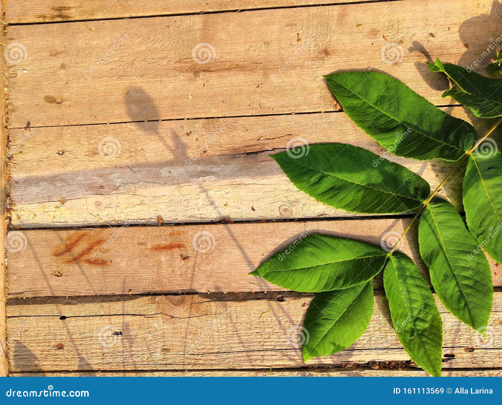 Green Leaf on Light Wooden Background. Green Leaves on the Old Wooden