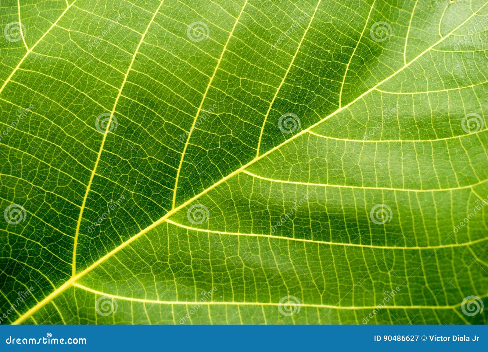 green leaf macro