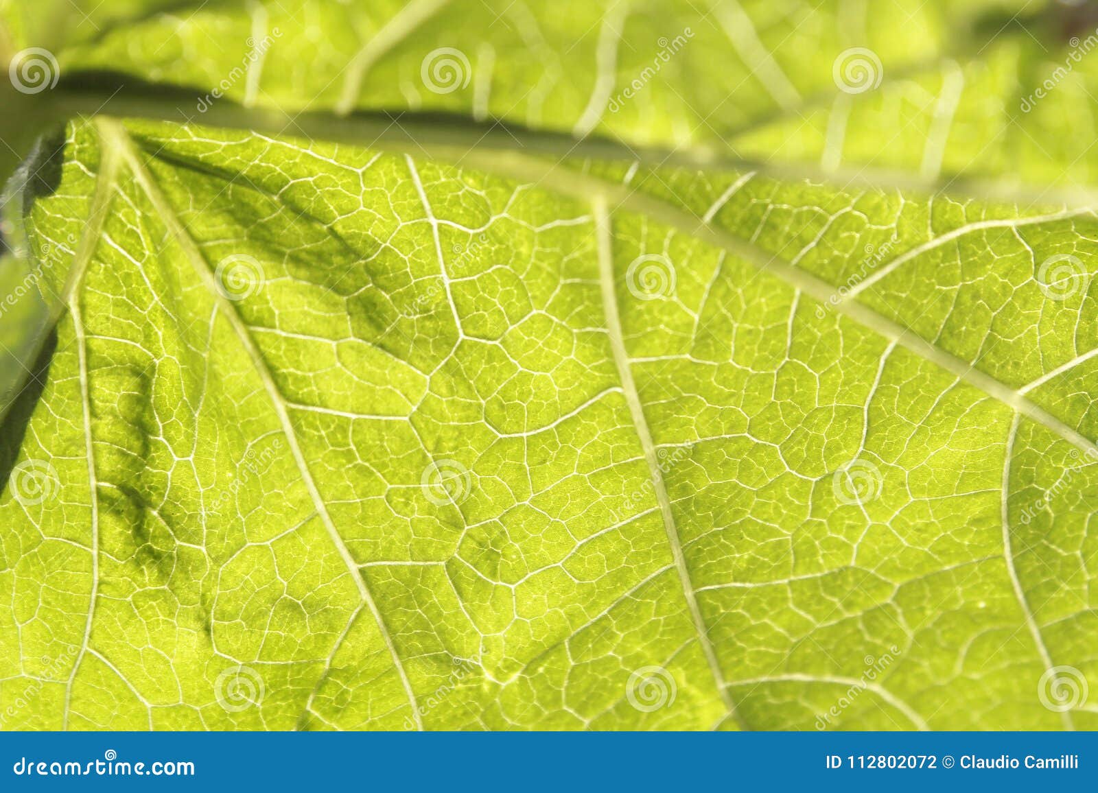 green leaf macro wallpaper