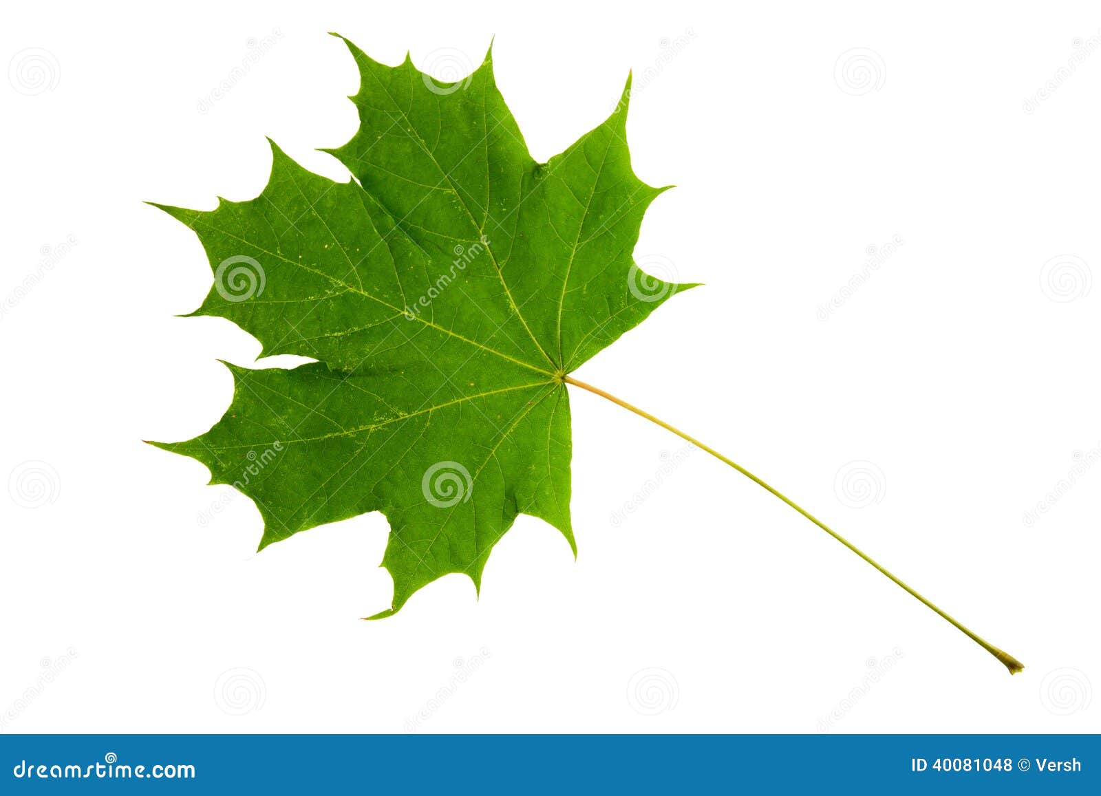 Green Leaf of Maple Tree Isolated on White Backg Stock Photo Image of