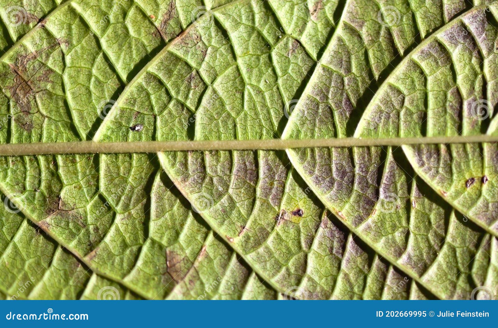 green leaf midrib