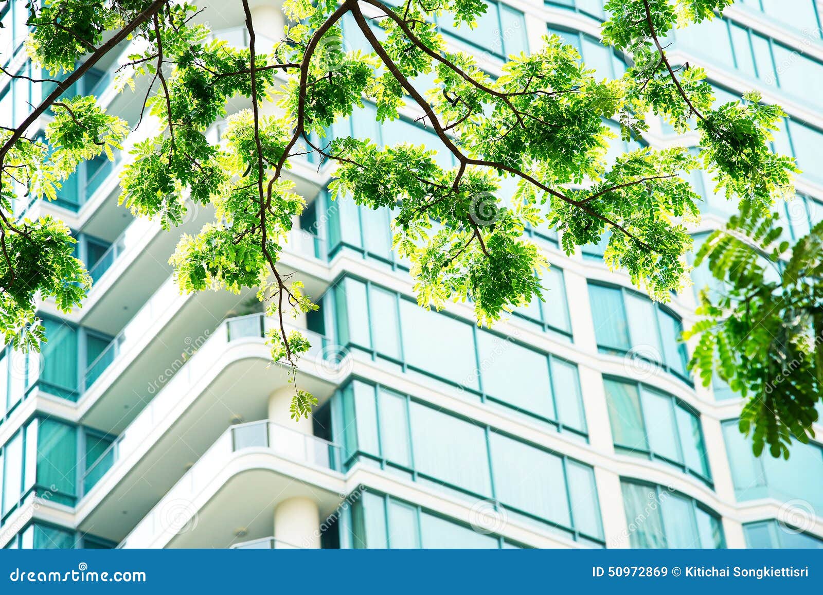Green Leaf Morning Sun Wall Windows Condo Condominium. Stock Image