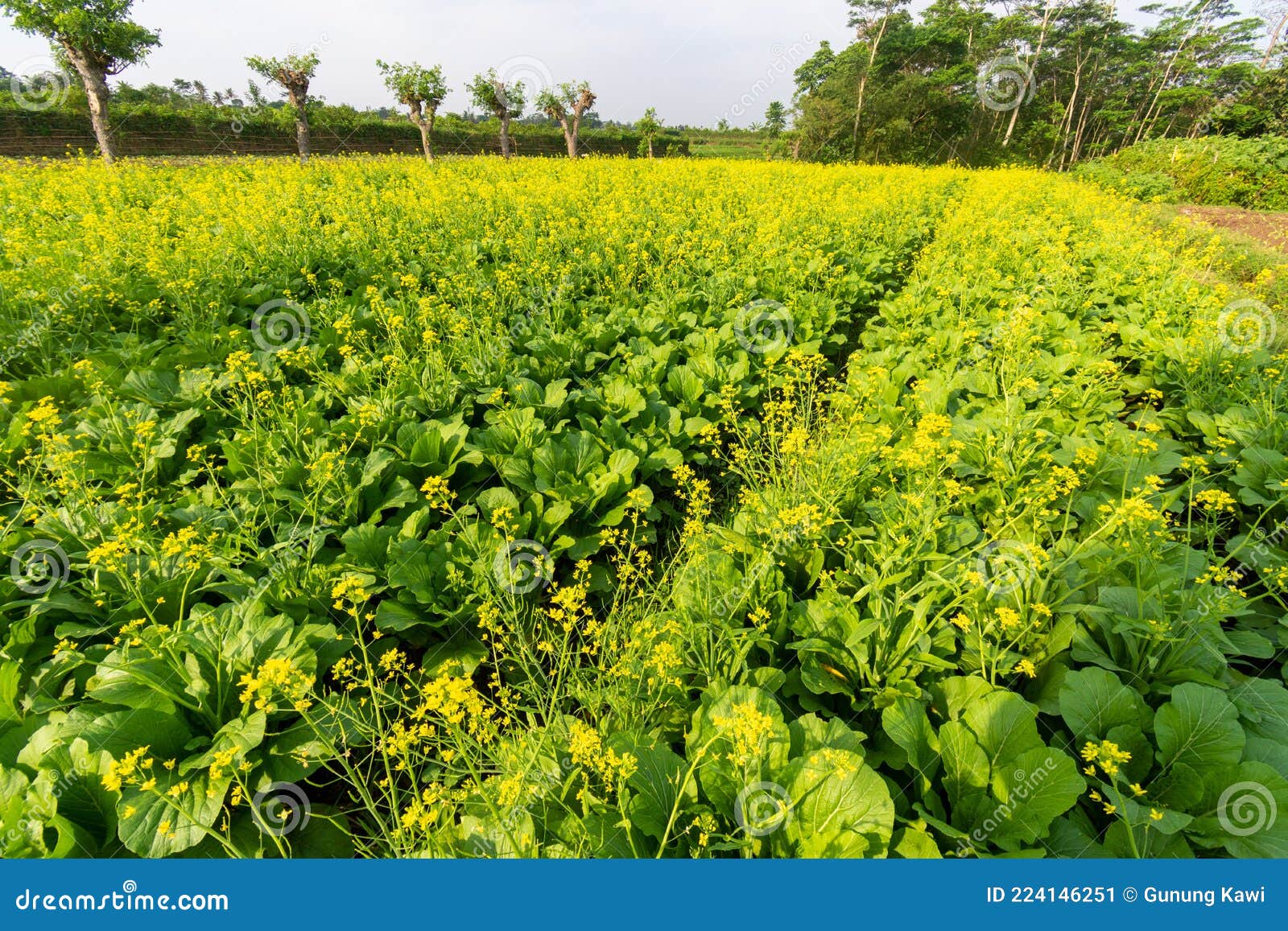 Green Leaf Mustard in Growth at Vegetable Stock Image Image of food