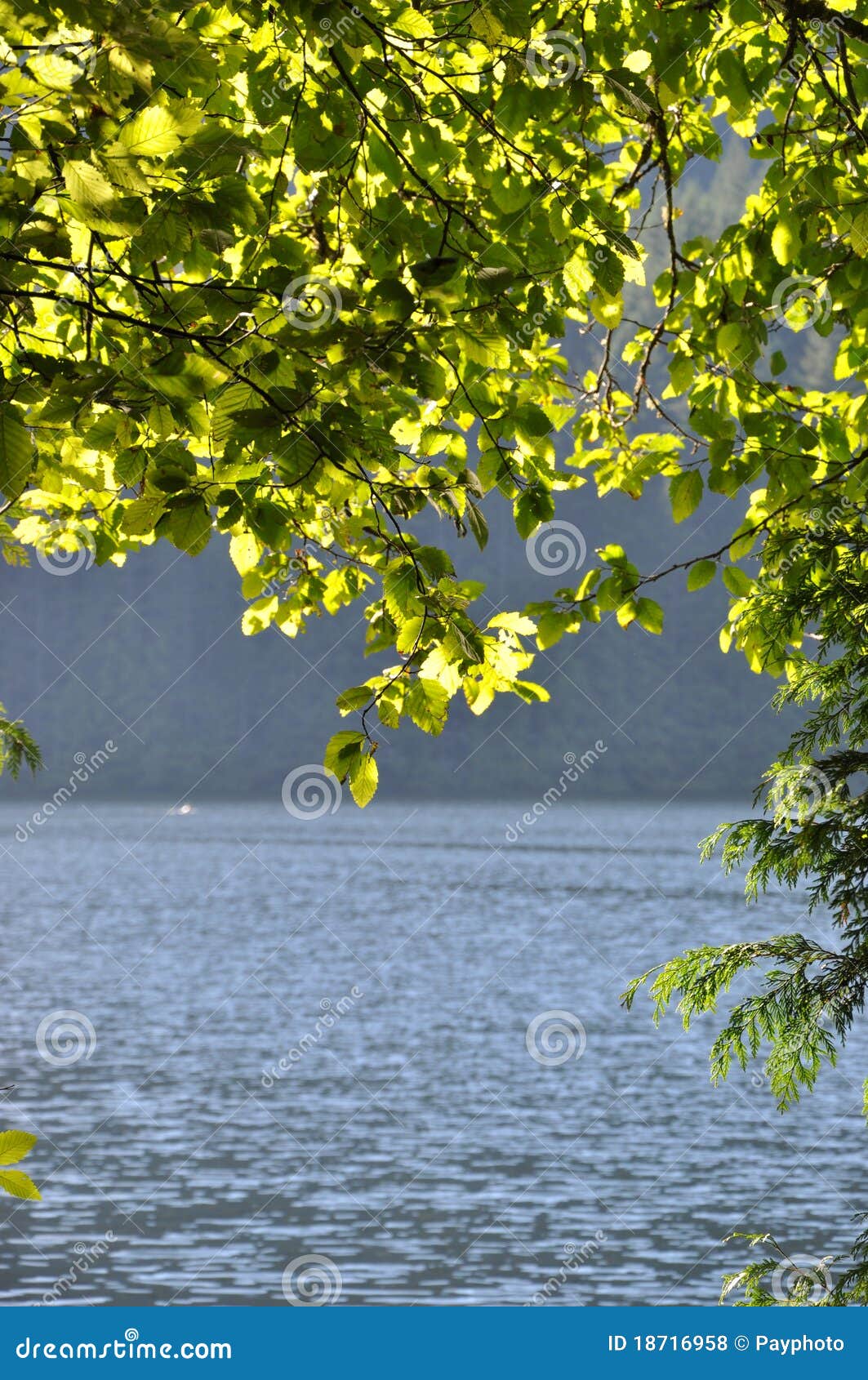 Green leaf near lake stock photo. Image of summer, fresh 18716958