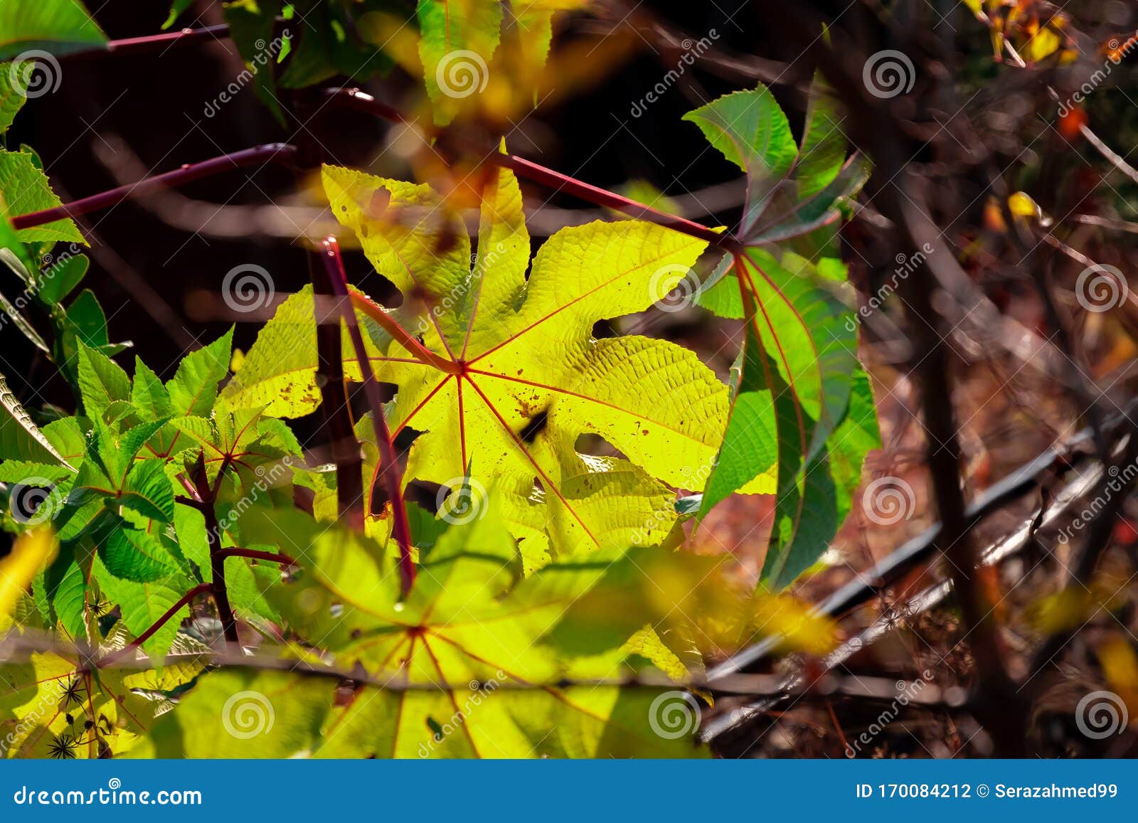 Green Leaf Os a Plant Against the Morning Sun Light Stock Photo Image